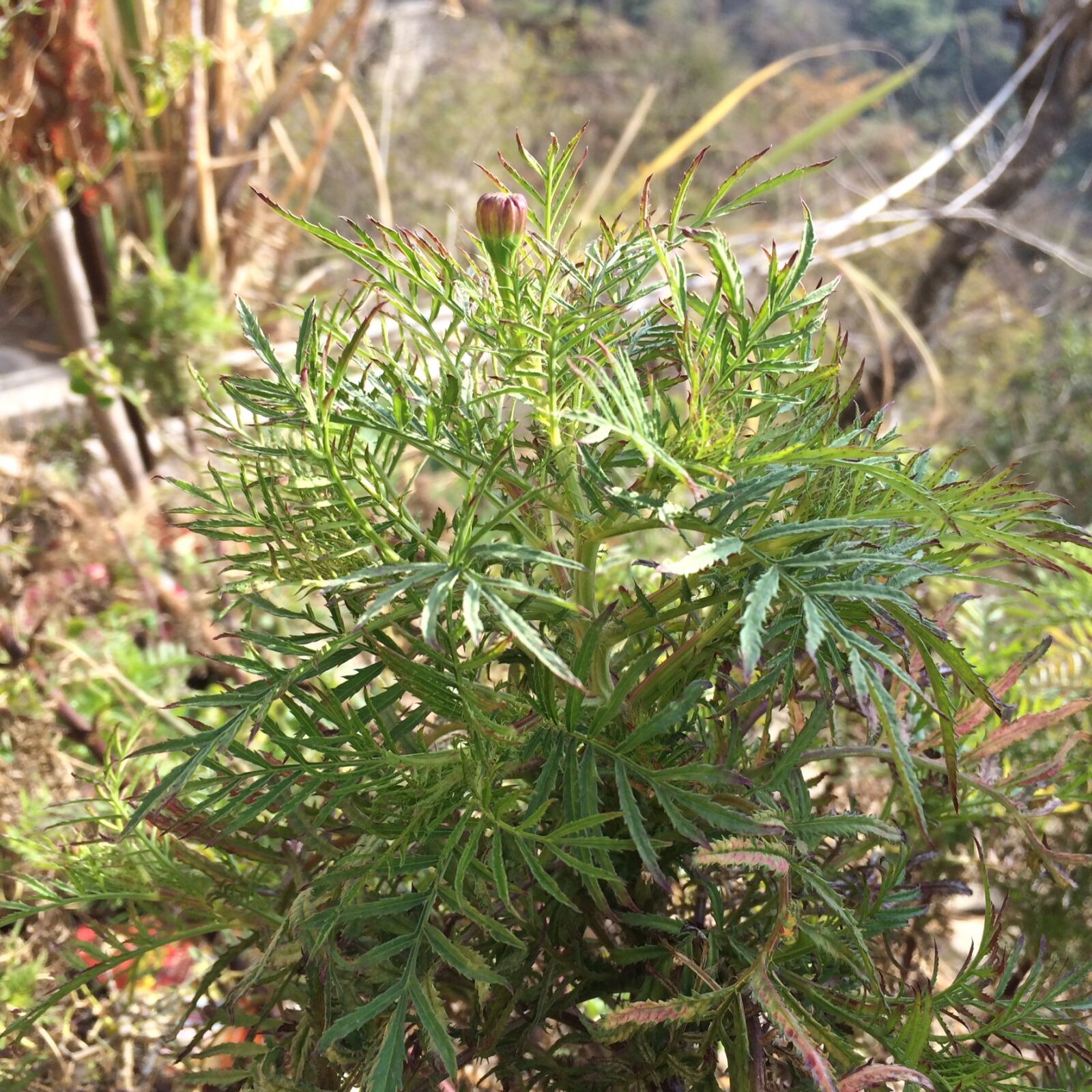 iPhone 5s back camera 4.15mm f/2.2 sample photo. Marigold, marigold, plant photography