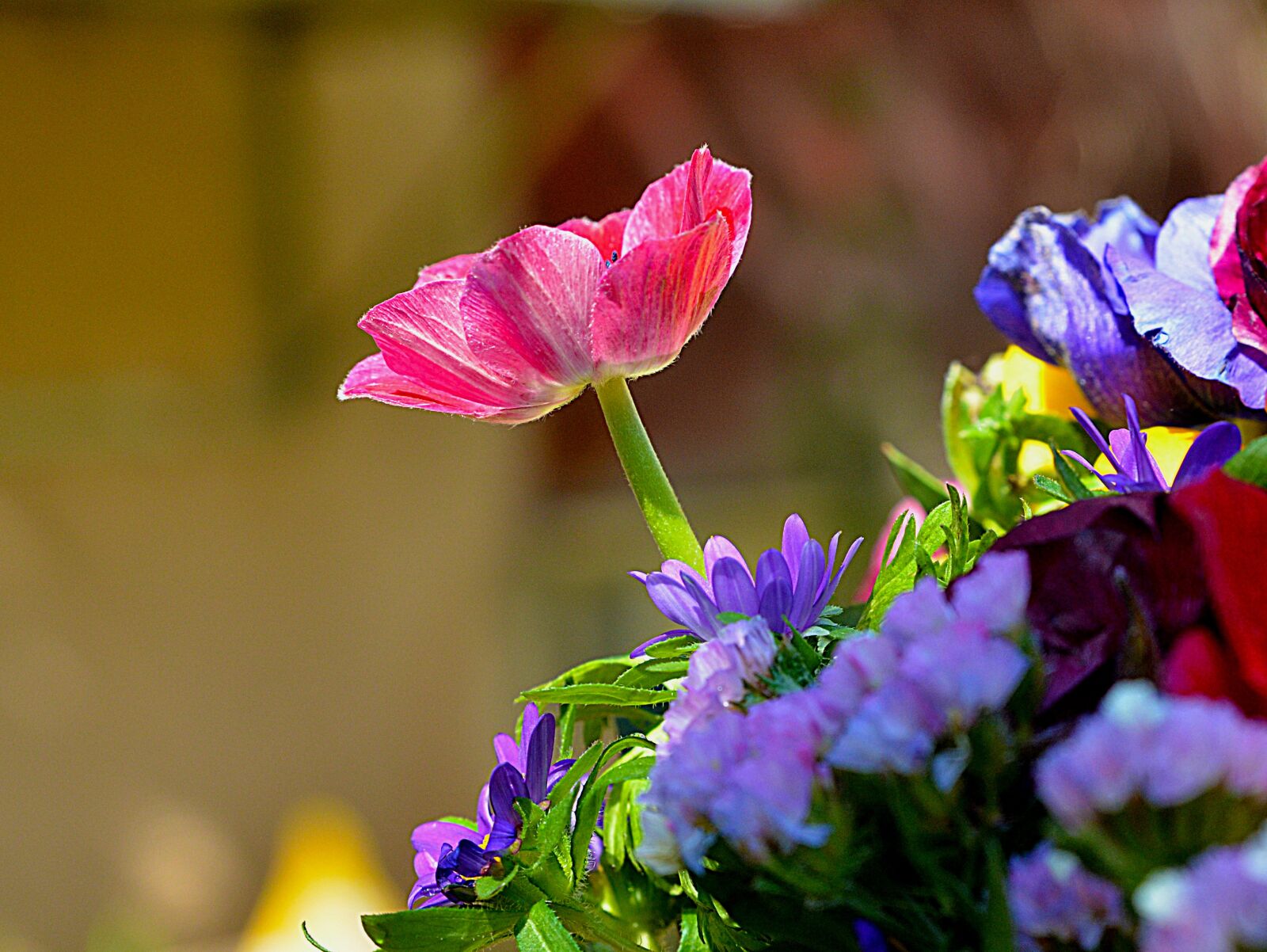 Nikon D7000 sample photo. Flower, nature, flora photography