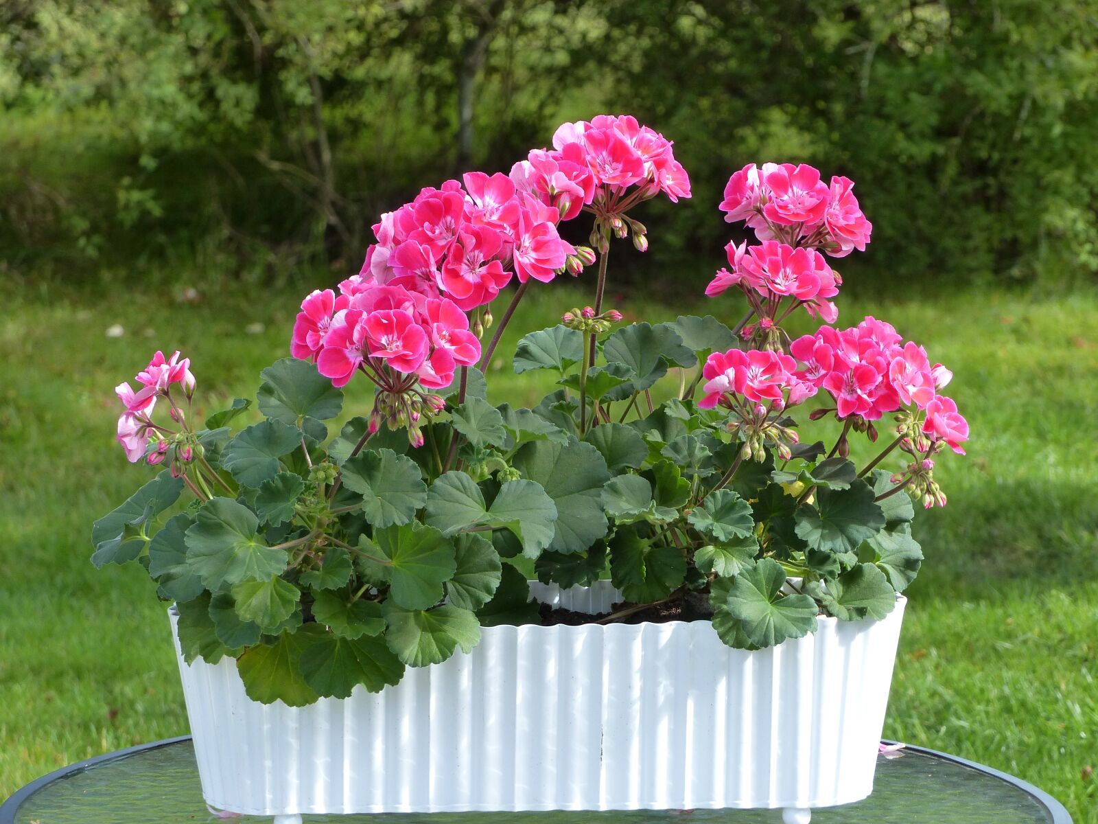 Panasonic Lumix DMC-FZ200 sample photo. Geranium, flowers, pot photography