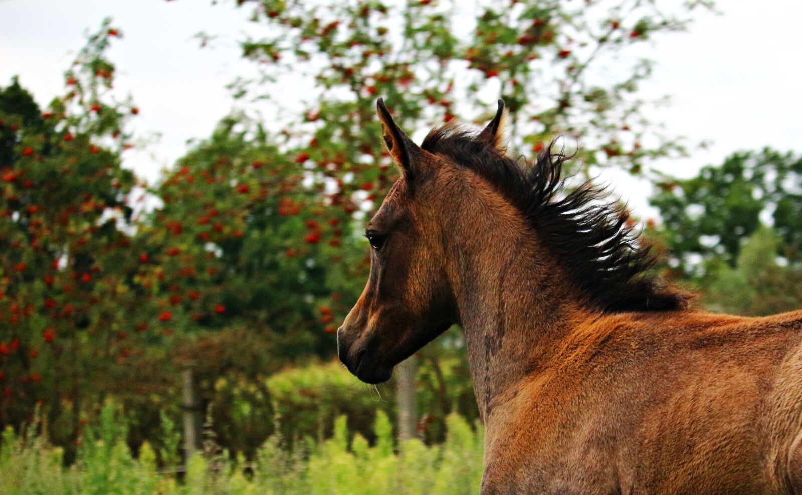 Canon EOS 100D (EOS Rebel SL1 / EOS Kiss X7) sample photo. Horse, foal, thoroughbred arabian photography