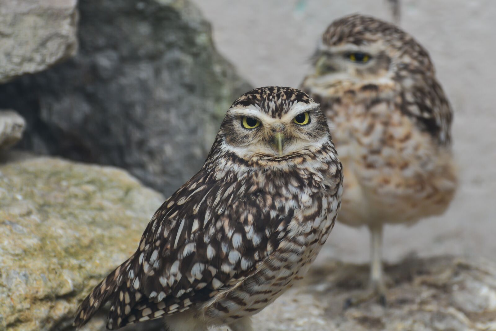 Nikon D7100 sample photo. Owl, little owl, bird photography