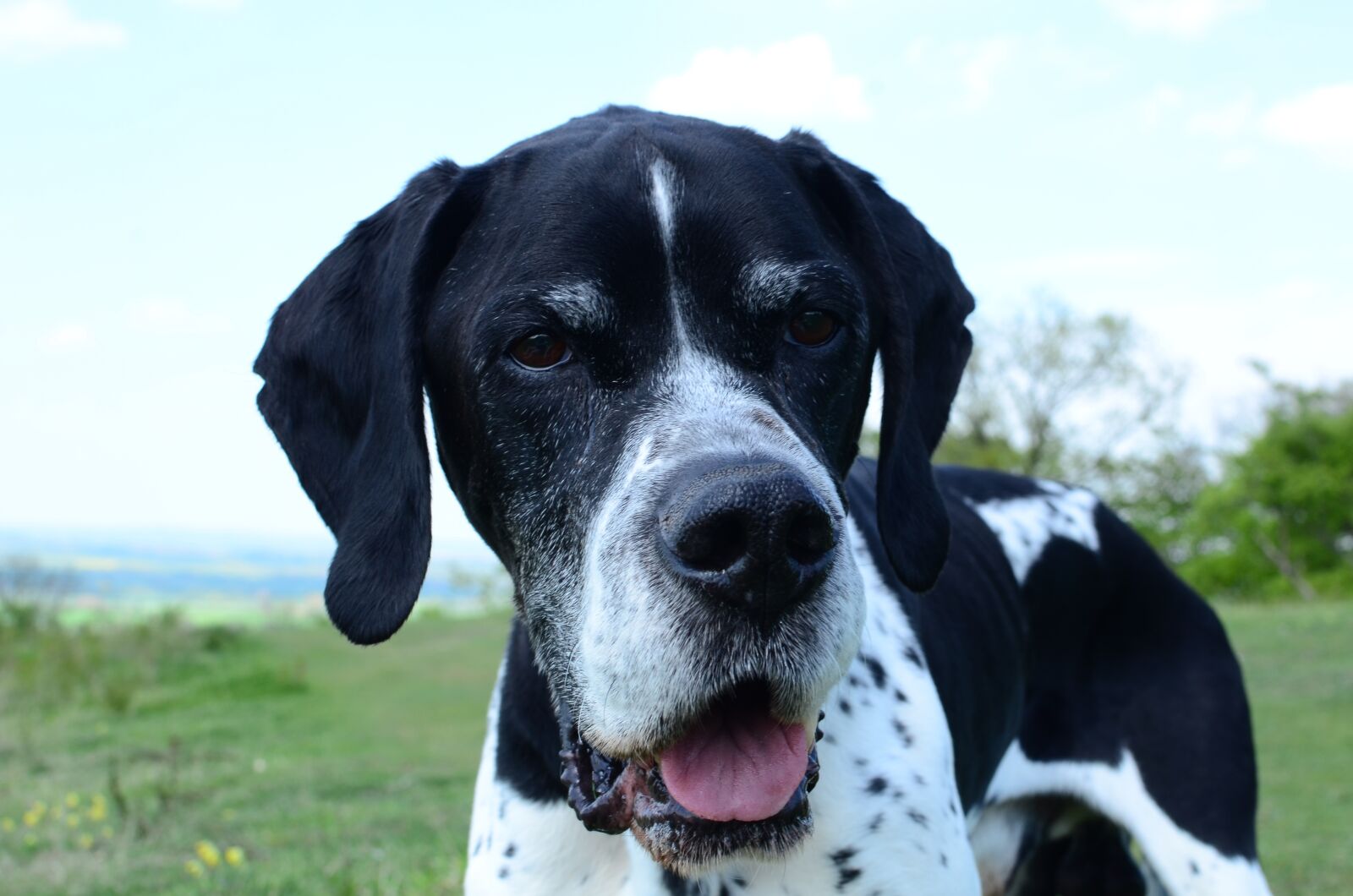 Nikon D7000 sample photo. Domino, english pointer, gundog photography