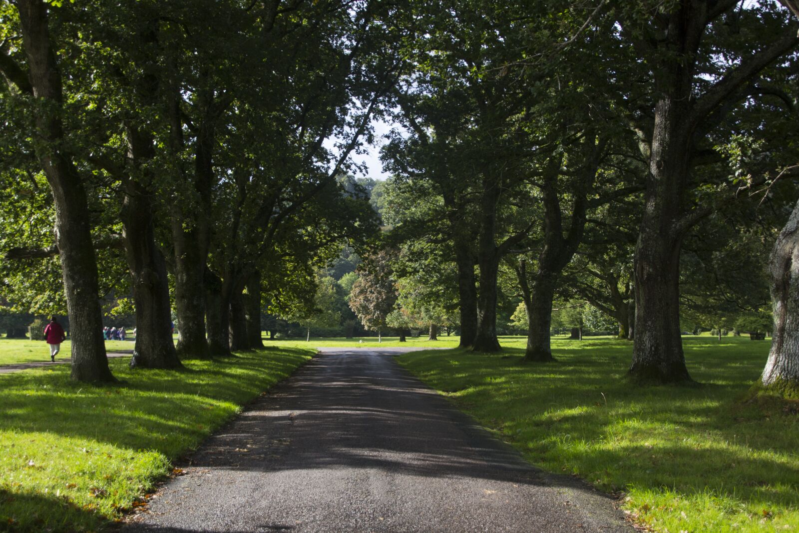 Canon EOS 60D sample photo. Avenue, trees, road photography