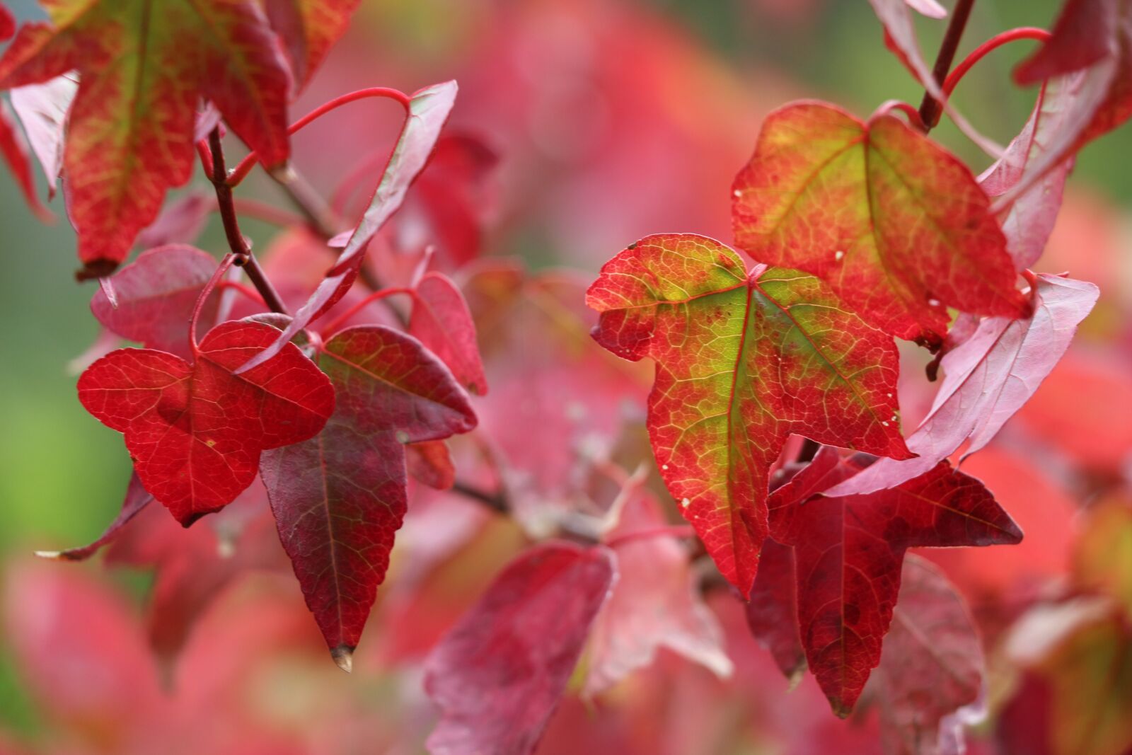 Canon EOS 650D (EOS Rebel T4i / EOS Kiss X6i) + Canon EF-S 18-135mm F3.5-5.6 IS STM sample photo. Autumn, leaves, colorful photography