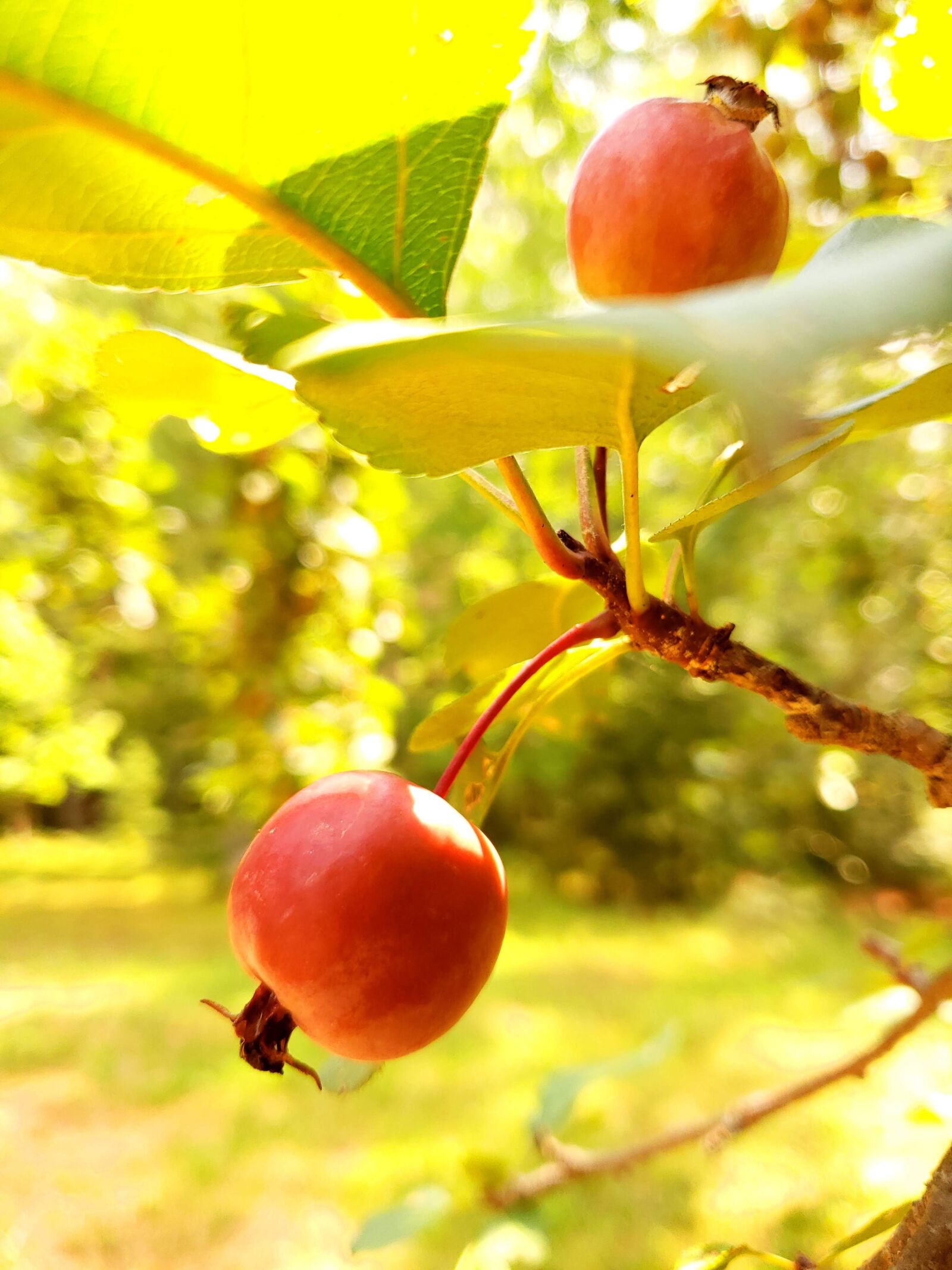 Samsung Galaxy S9 sample photo. Apple, fruit, red photography