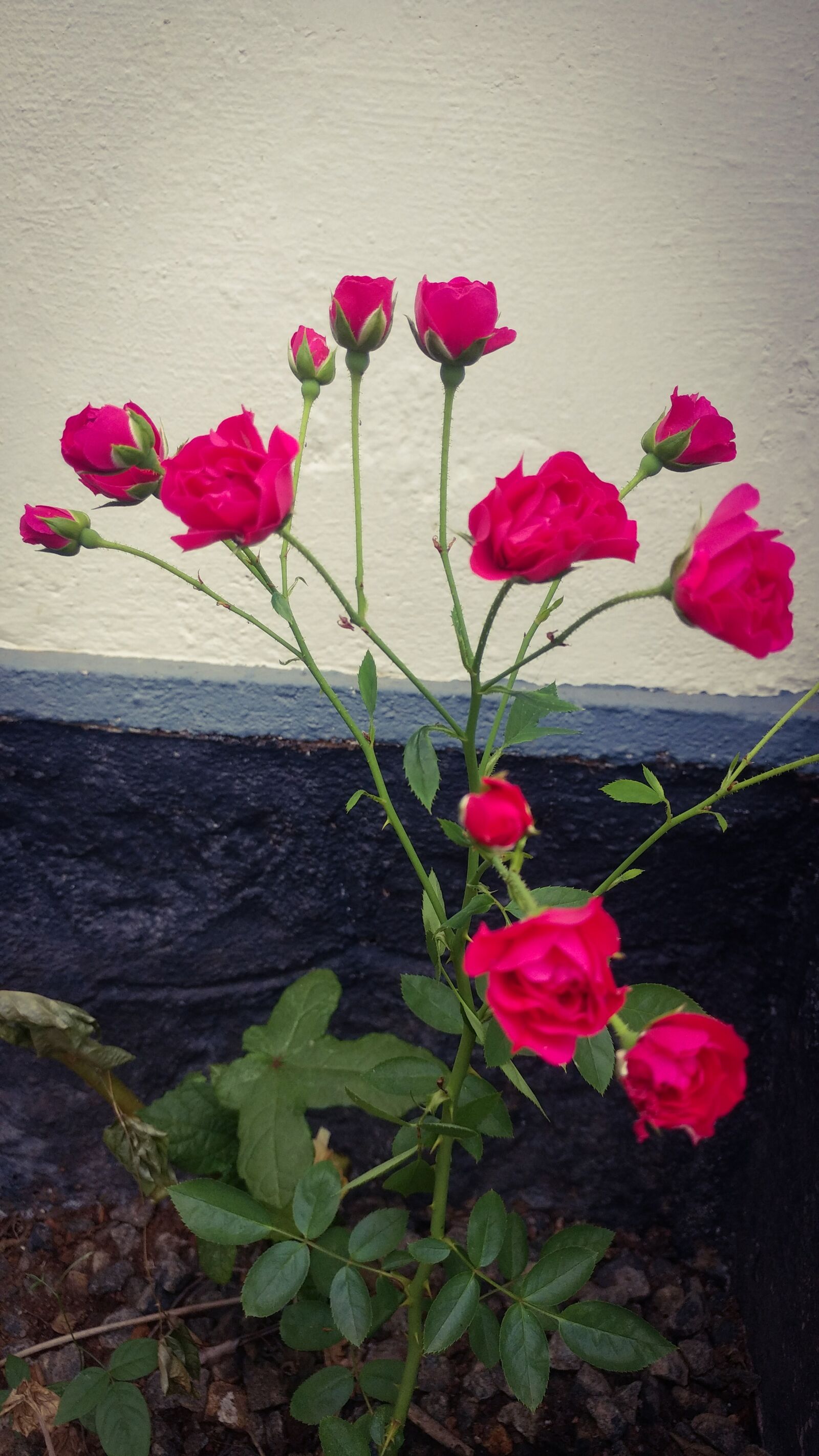 LG G5 SE sample photo. Flowers, roses, plant photography