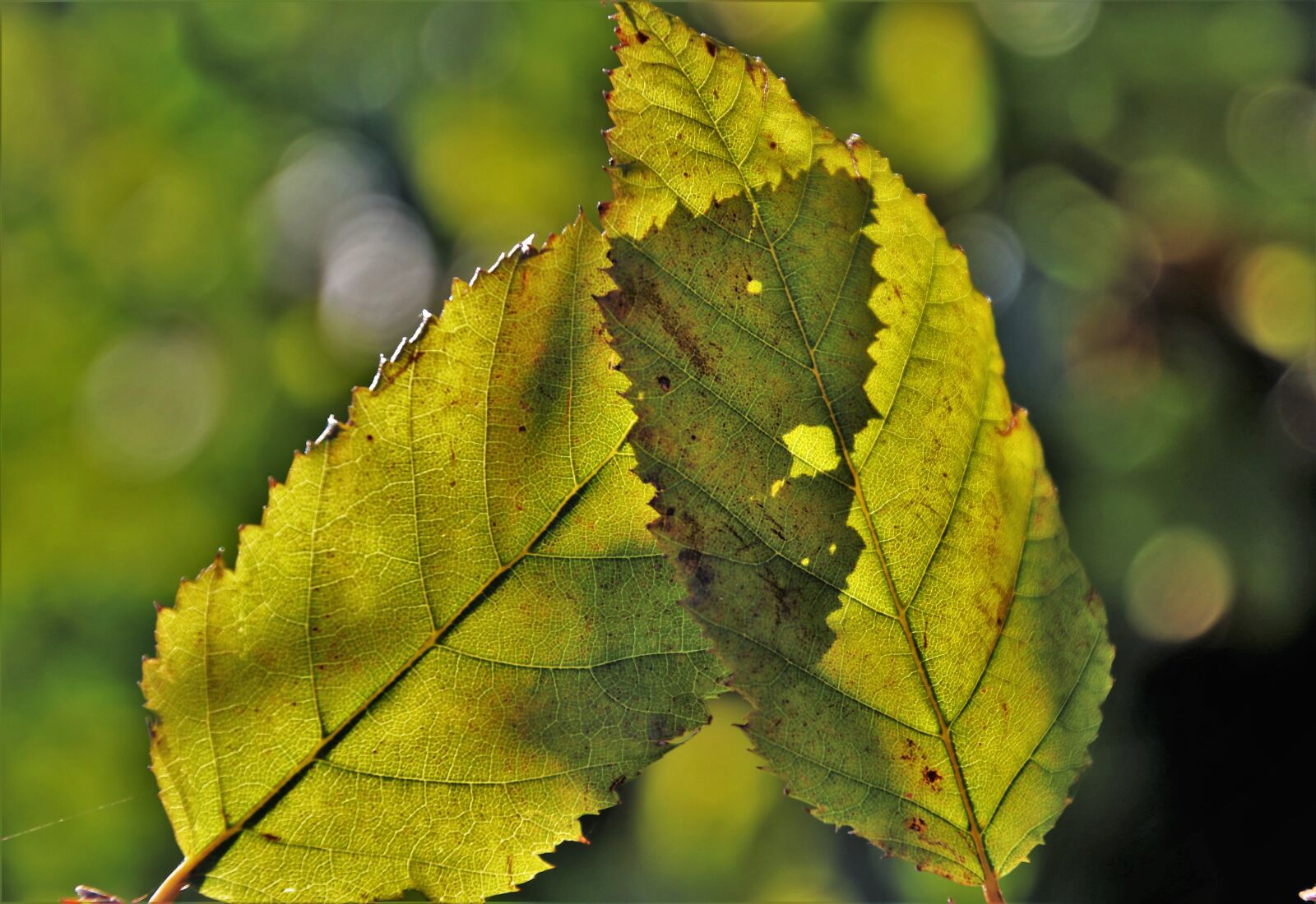 Canon EOS 80D sample photo. Para, foliage, autumn photography