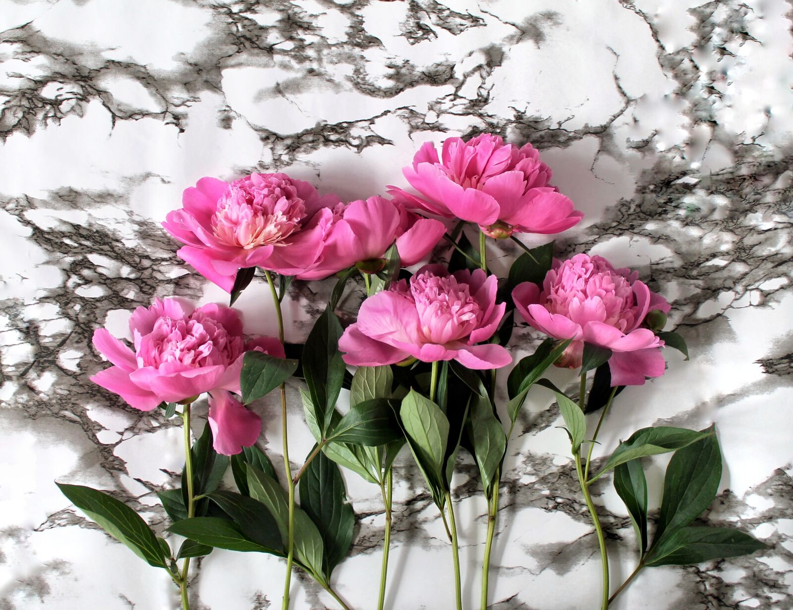 Canon EOS 1100D (EOS Rebel T3 / EOS Kiss X50) sample photo. Peonies, flowers, plants photography
