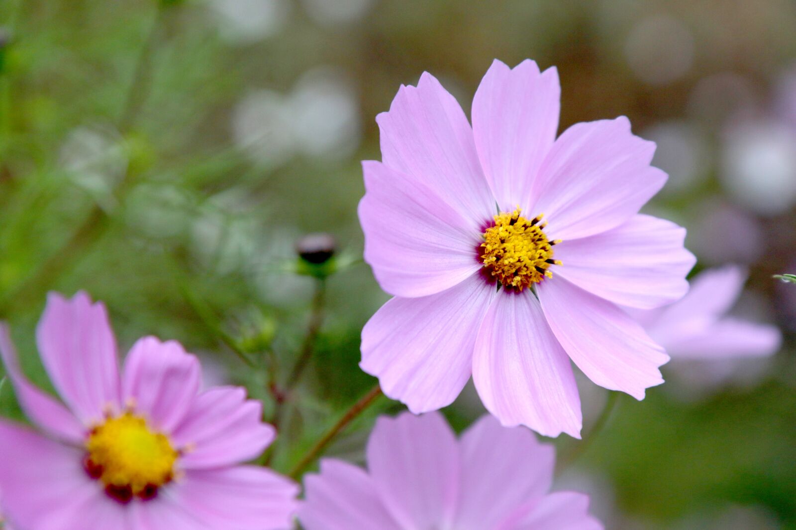 Canon EOS 70D sample photo. Cosmos, flowers, autumn photography