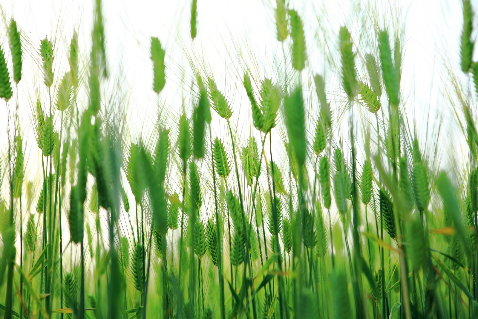 Canon EOS 5D Mark II sample photo. Abstract, barley field, cheongbori photography