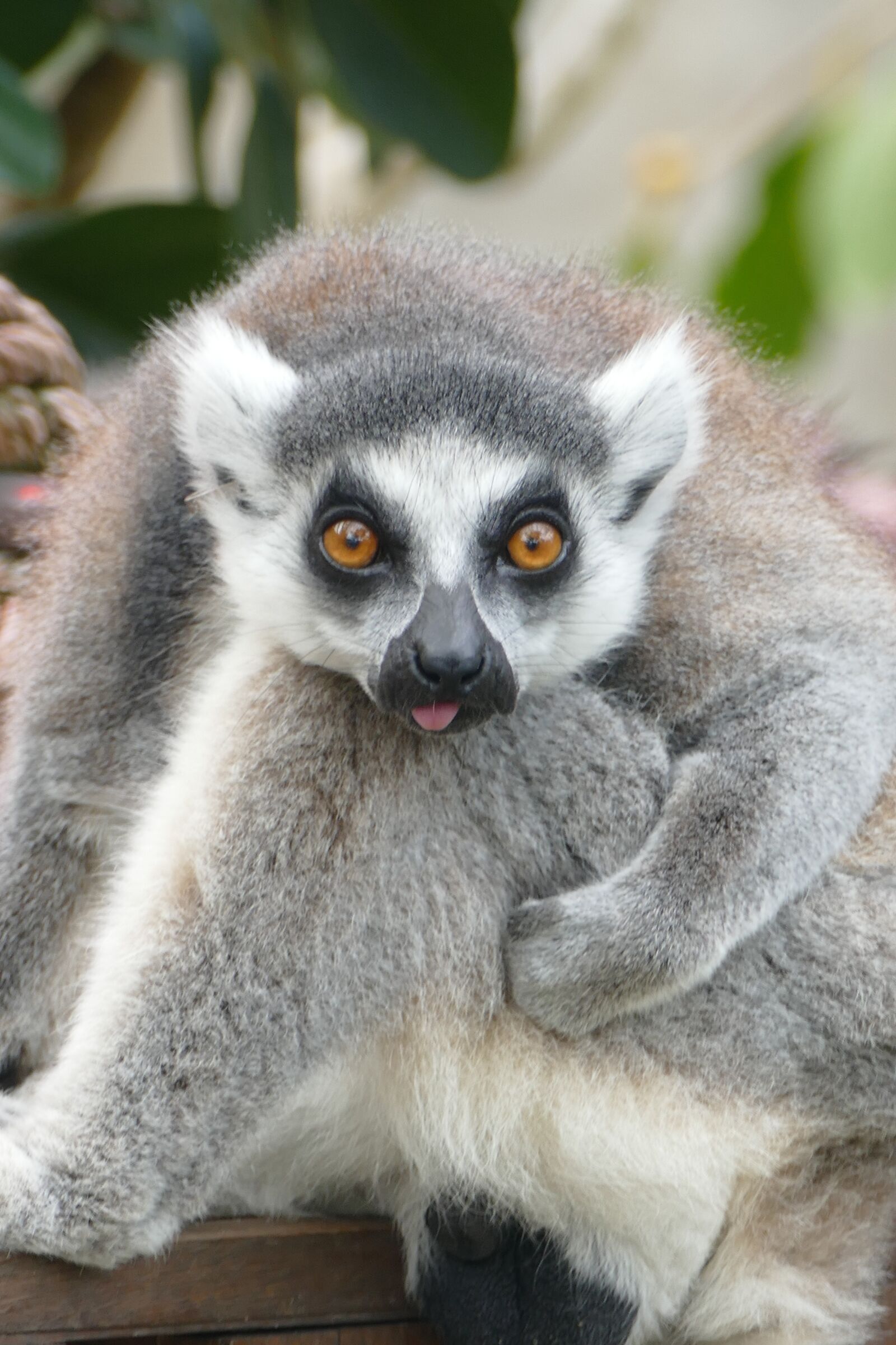 Panasonic Lumix DMC-FZ1000 sample photo. Lemur, zoo, tongue photography