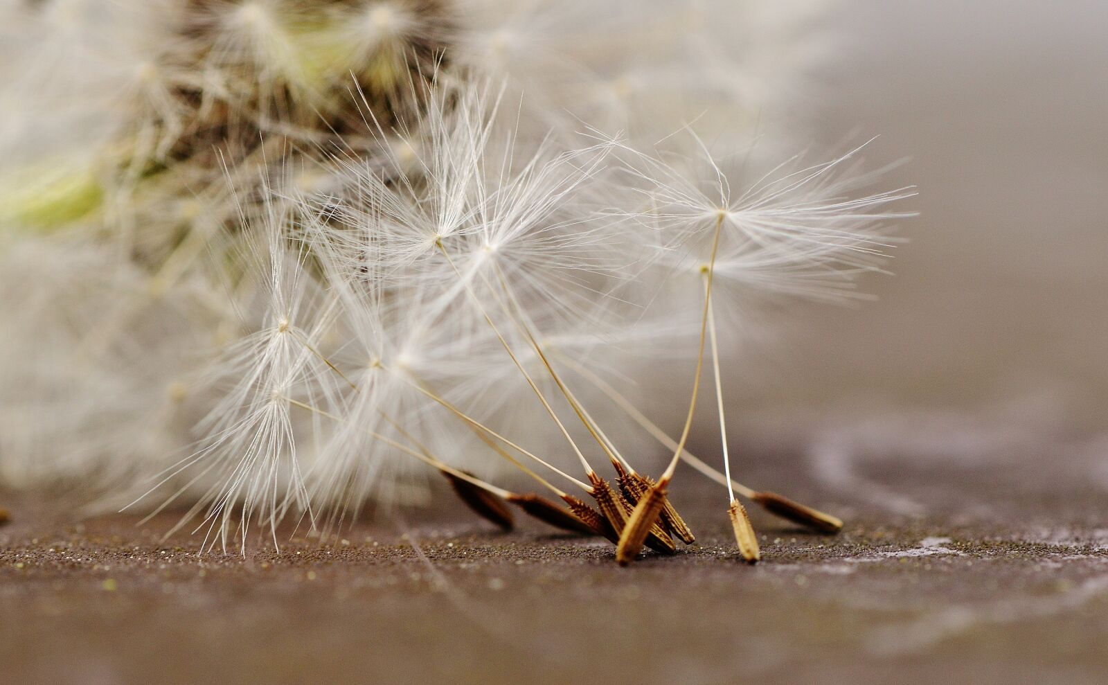 Nikon D3200 sample photo. Dandelion, plant, nature photography