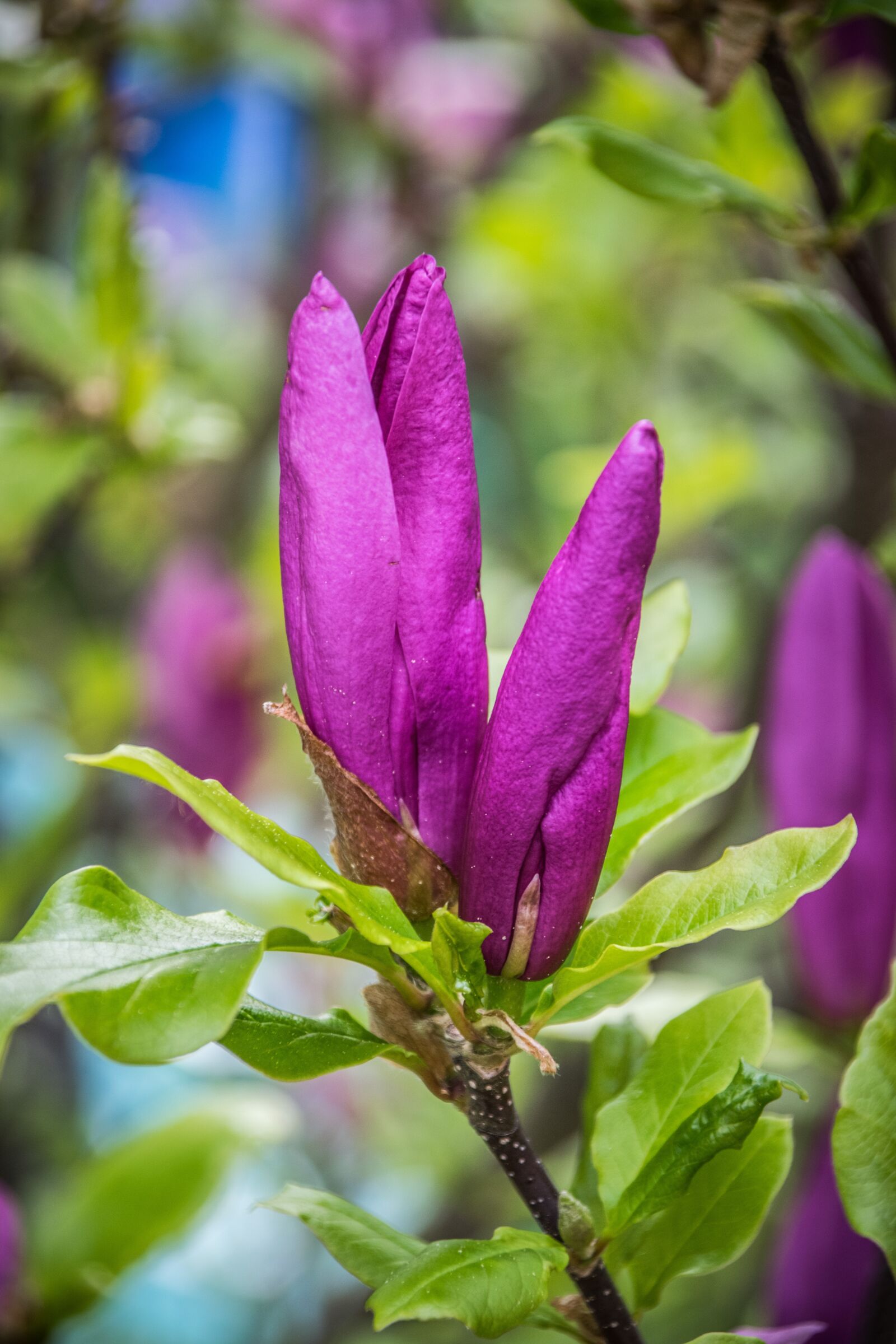 Nikon D5300 sample photo. Magnolia, flowers, spring photography