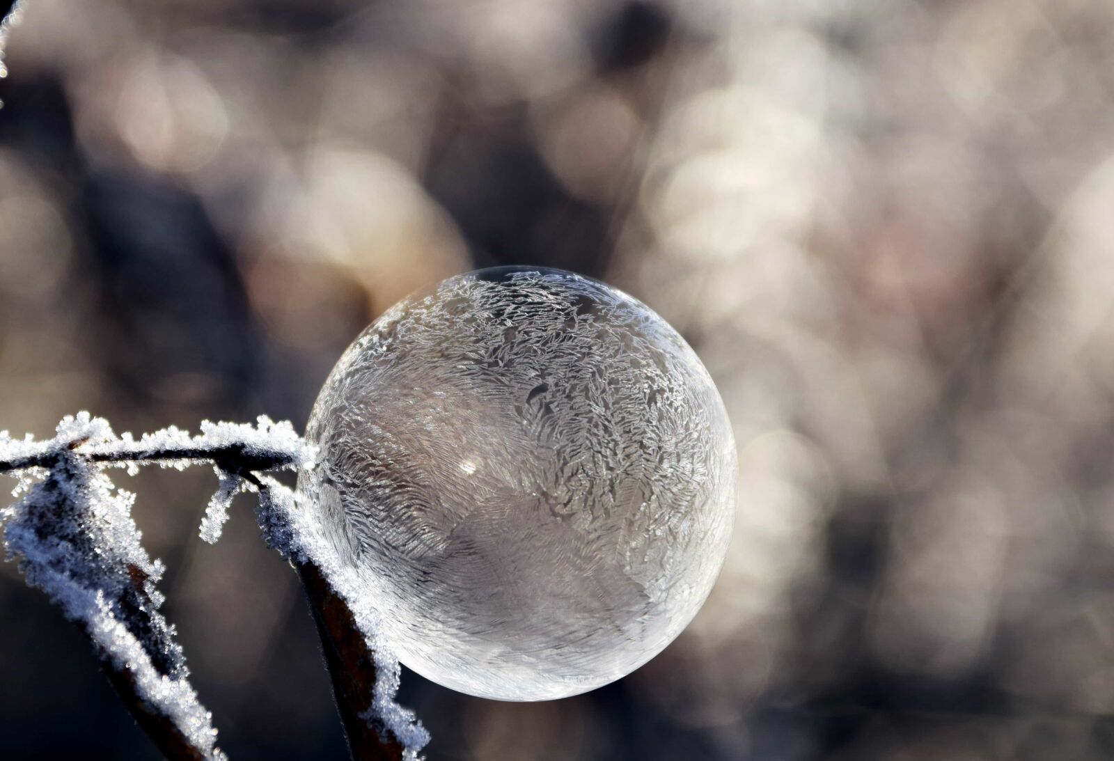 Nikon D3300 sample photo. Macro, detail, frost, nature photography