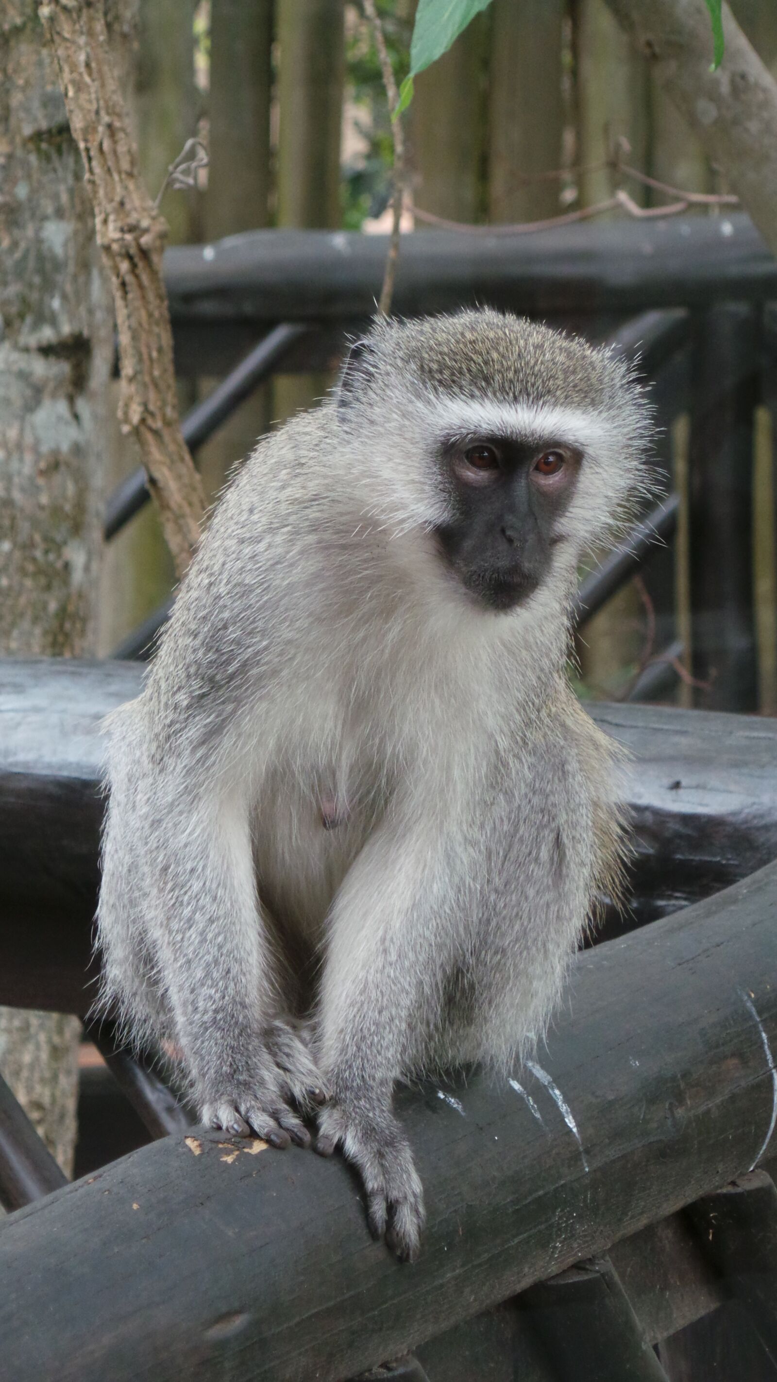 Samsung Galaxy Camera (Wi-Fi) sample photo. Vervet money, monkey, africa photography