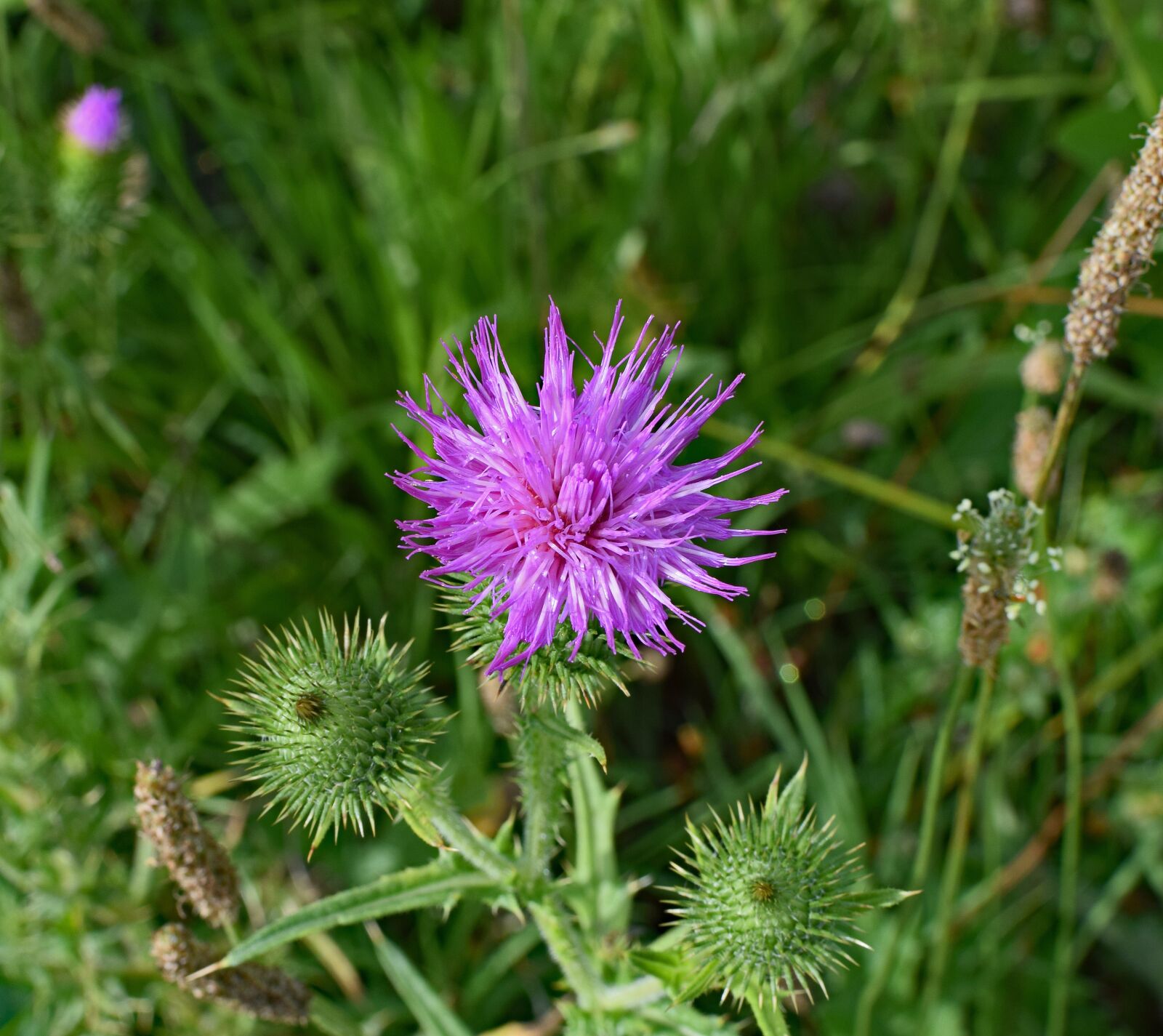 Nikon D3300 sample photo. Common thistle, top down photography