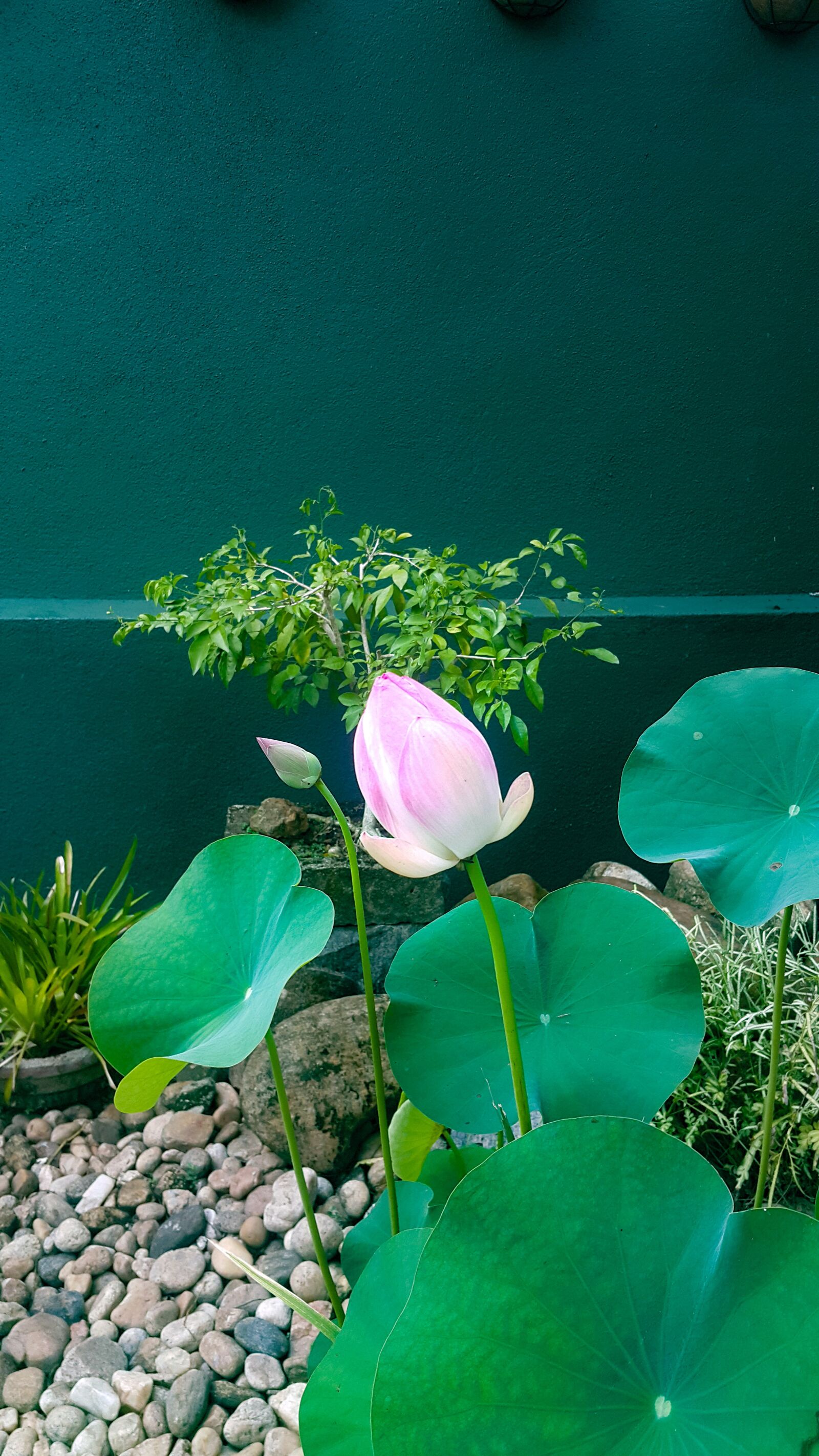 Samsung Galaxy Note4 sample photo. Lotus, flower, sri lanka photography