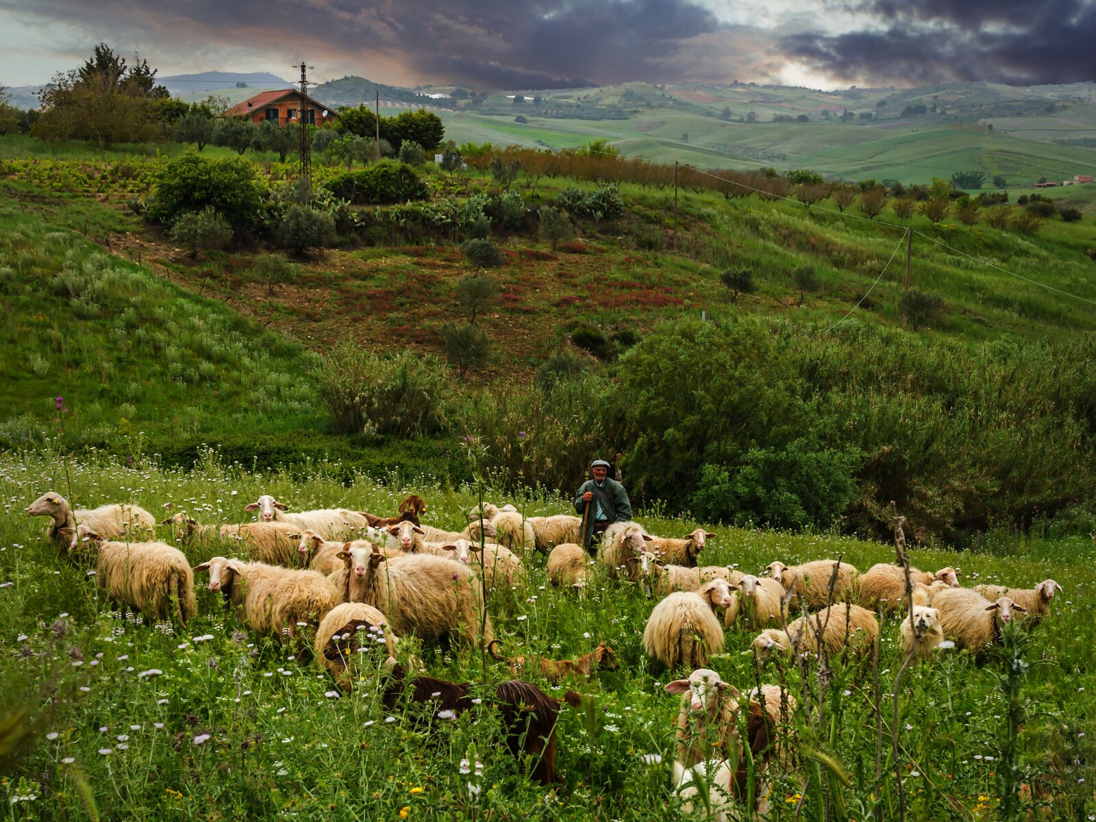 10-20mm F3.5 sample photo. Shepherd, lamb, harmony photography