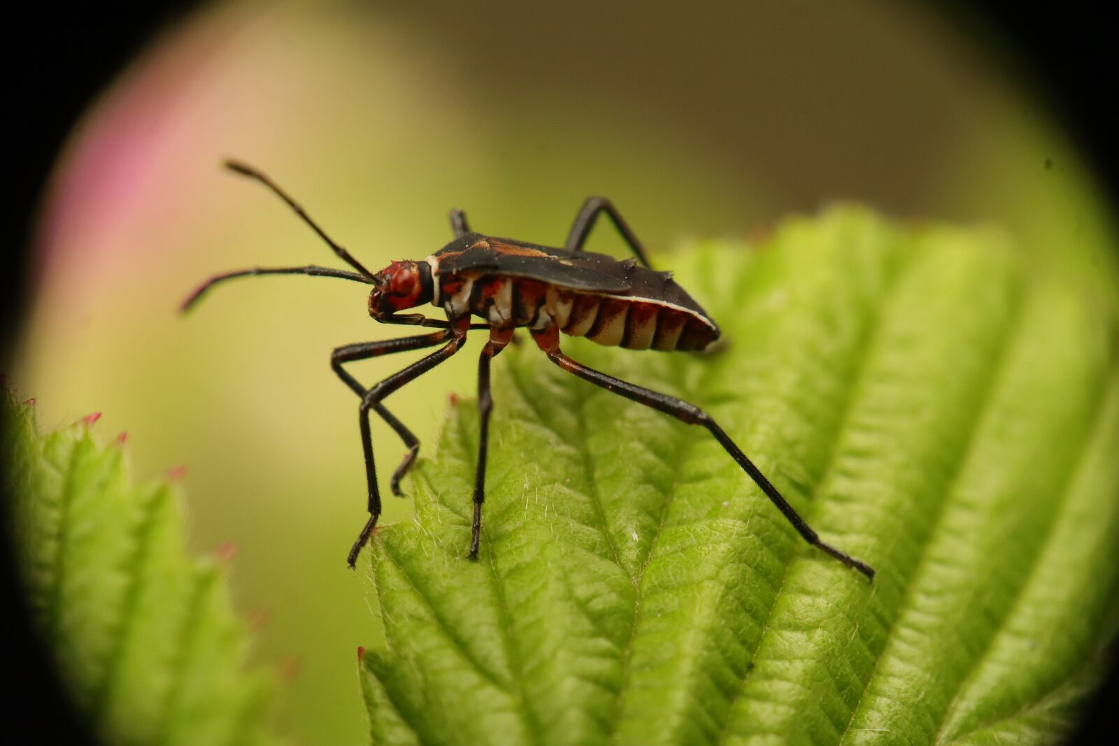 Canon EF-M 15-45mm F3.5-6.3 IS STM sample photo. Insect, nature, bug photography