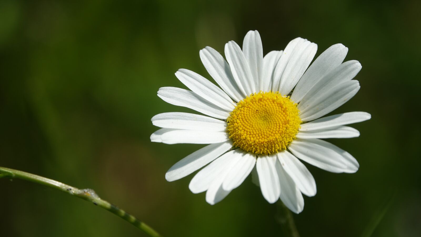 Sony Cyber-shot DSC-RX10 III sample photo. Flower, petals, spring photography