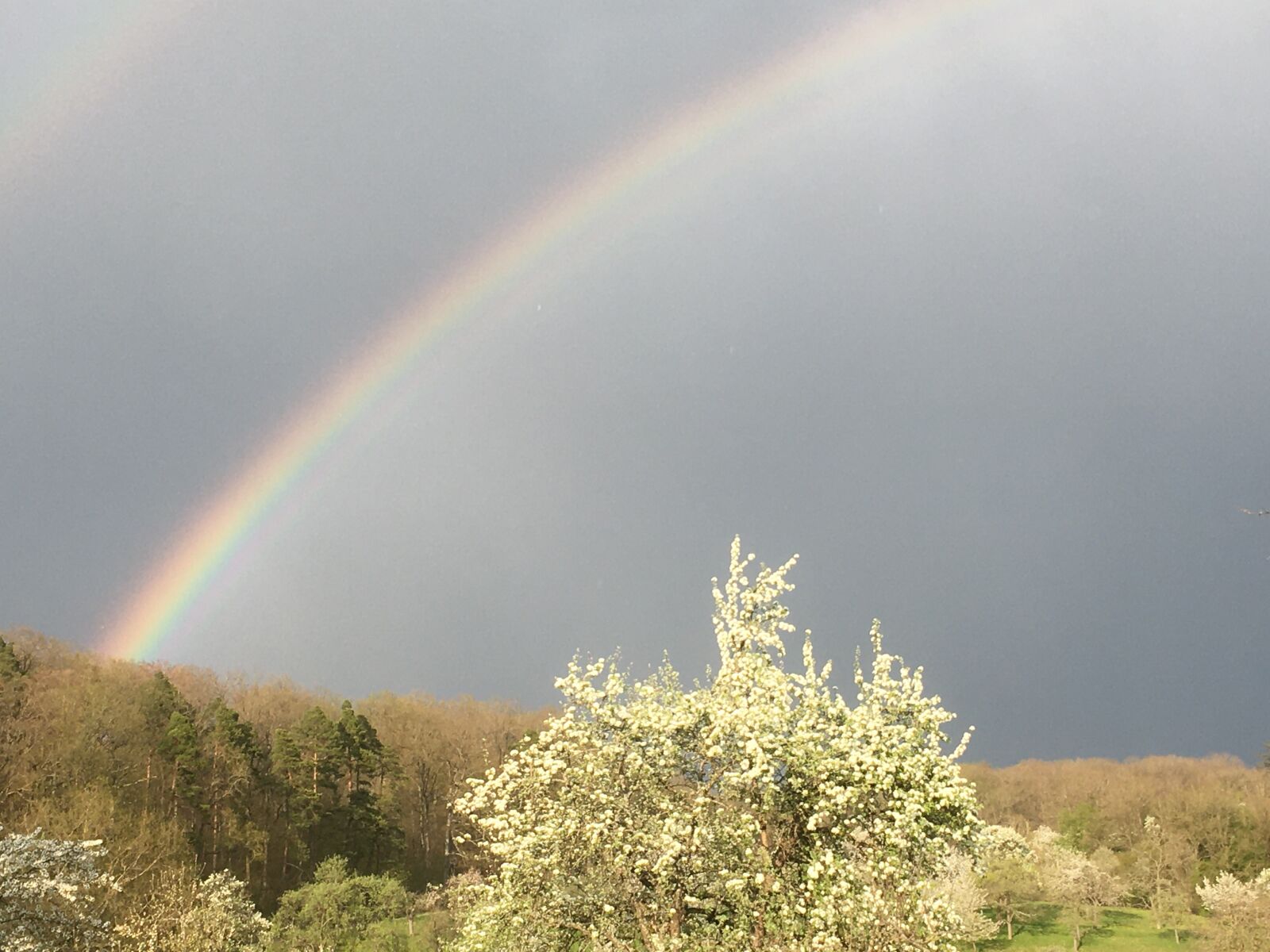 iPhone SE back camera 4.15mm f/2.2 sample photo. Rainbow, sky, flowers trees photography