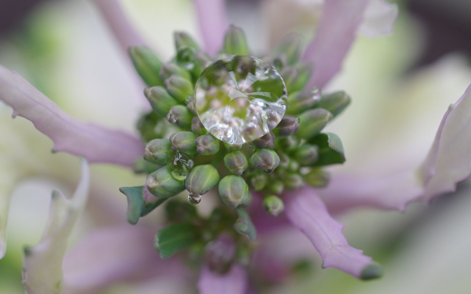 Pentax K-5 II sample photo. Morning, dew, crystal photography