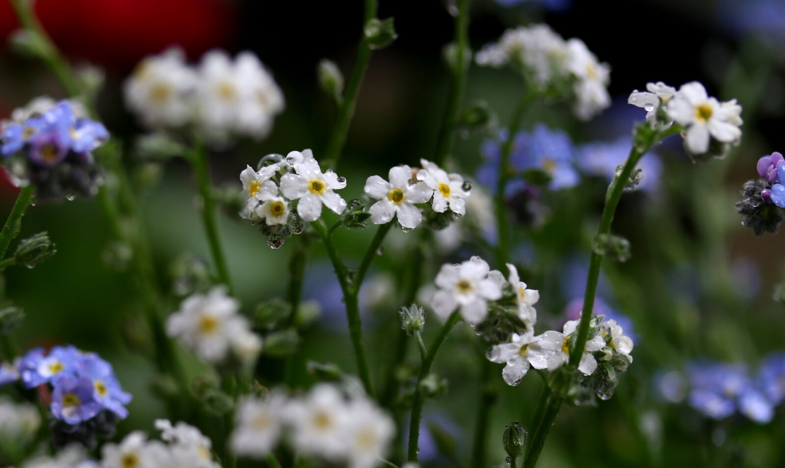 Canon EF-S 60mm F2.8 Macro USM sample photo. Forget-me-not, blue, white photography