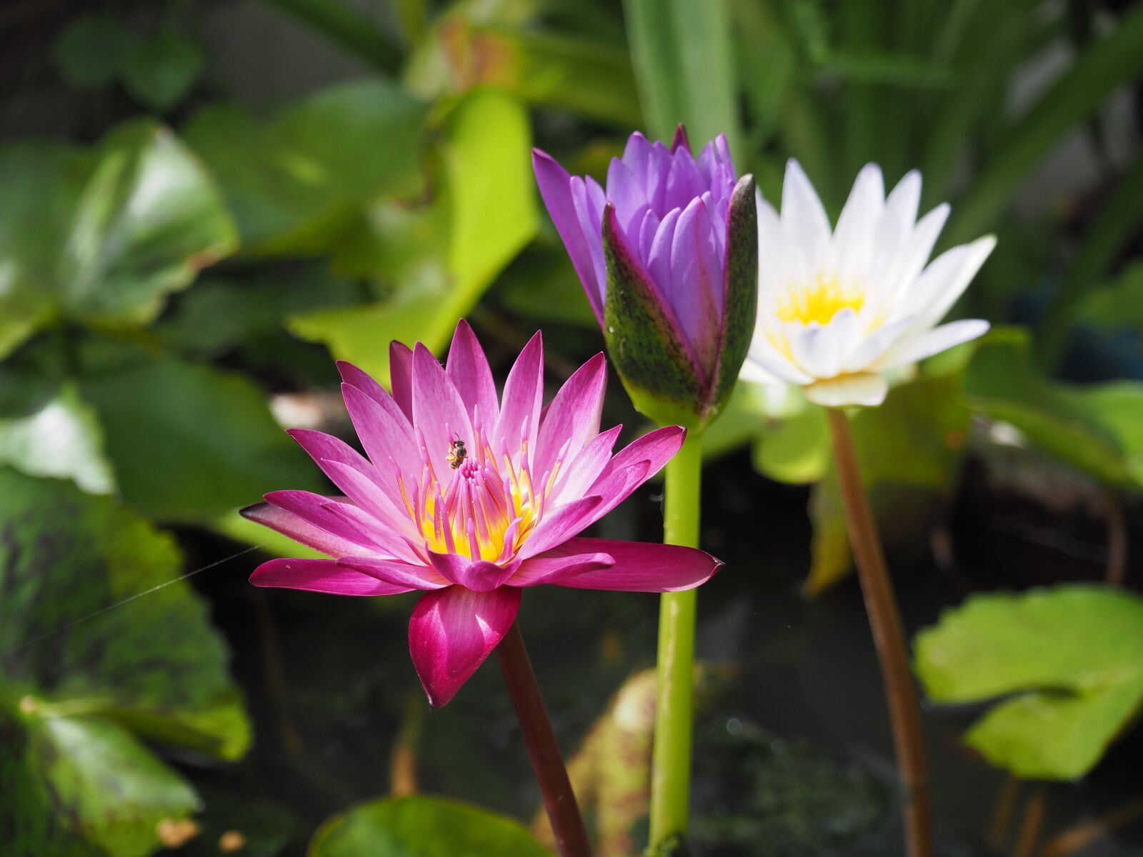 Olympus OM-D E-M10 sample photo. Lotus, red, bright photography