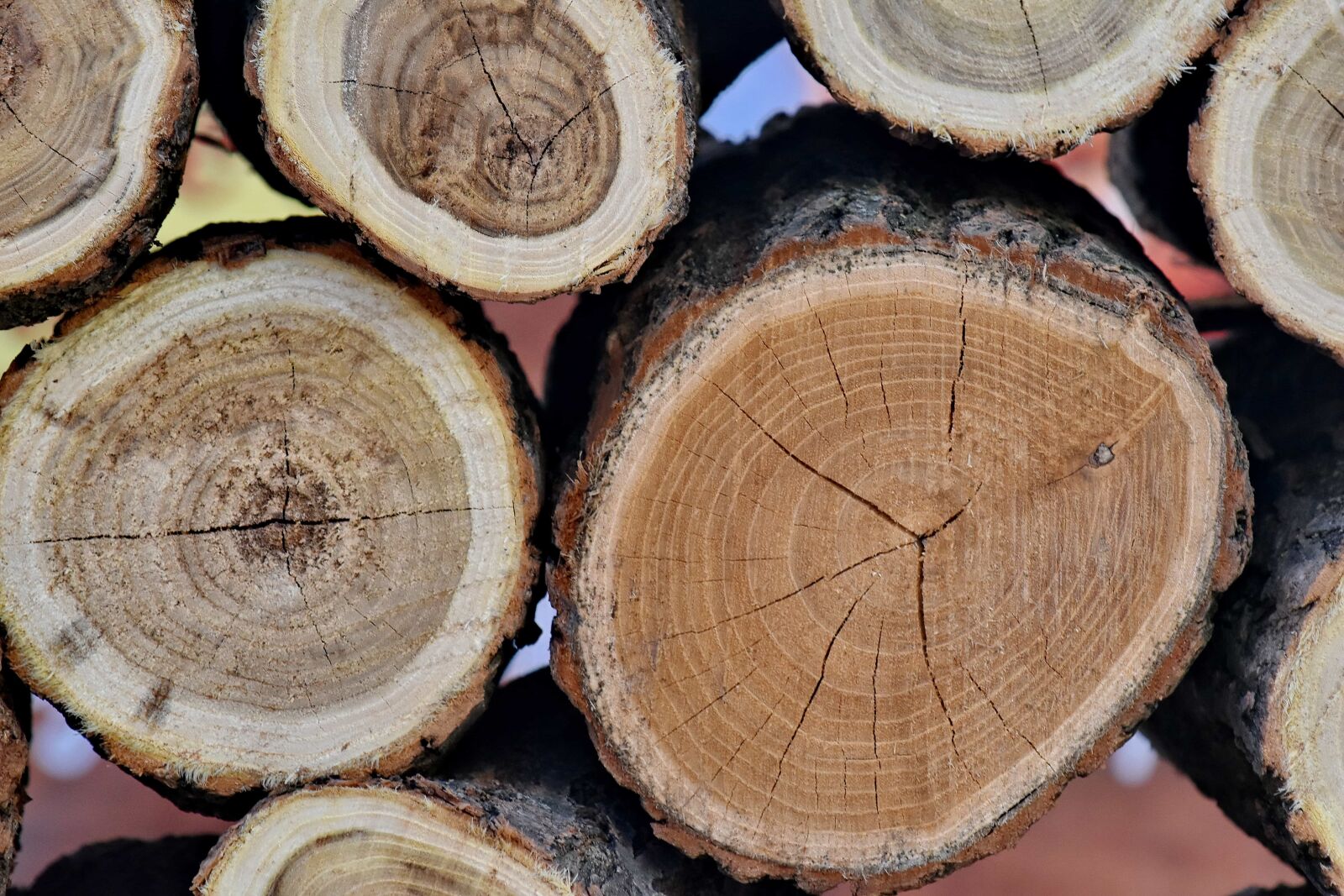 Nikon D5500 sample photo. Wood, trunk, bark, firewood photography