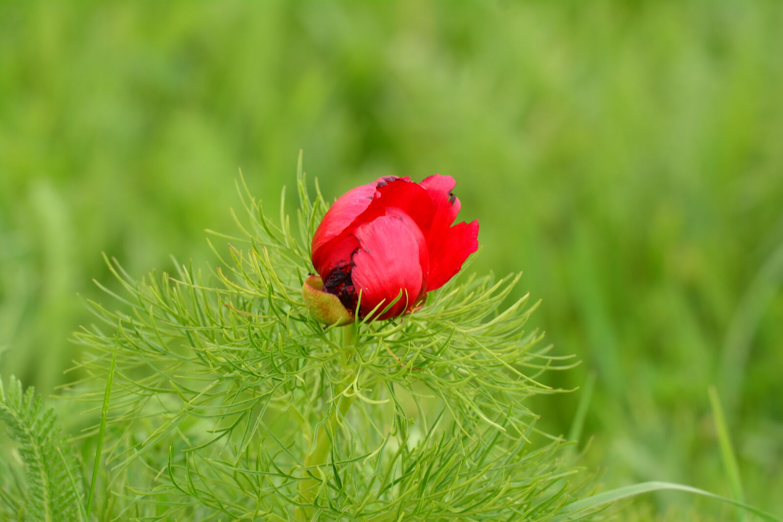 Nikon D7100 sample photo