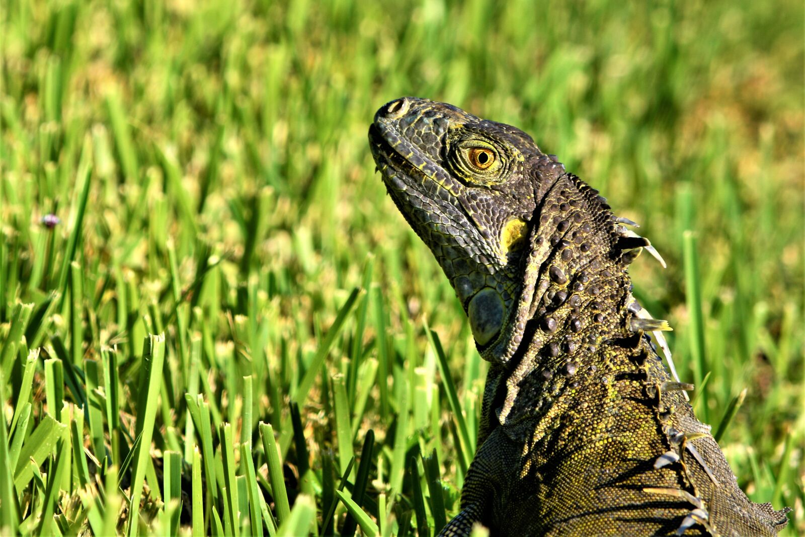 Nikon D7100 sample photo. Iguana, lizard, dragon photography