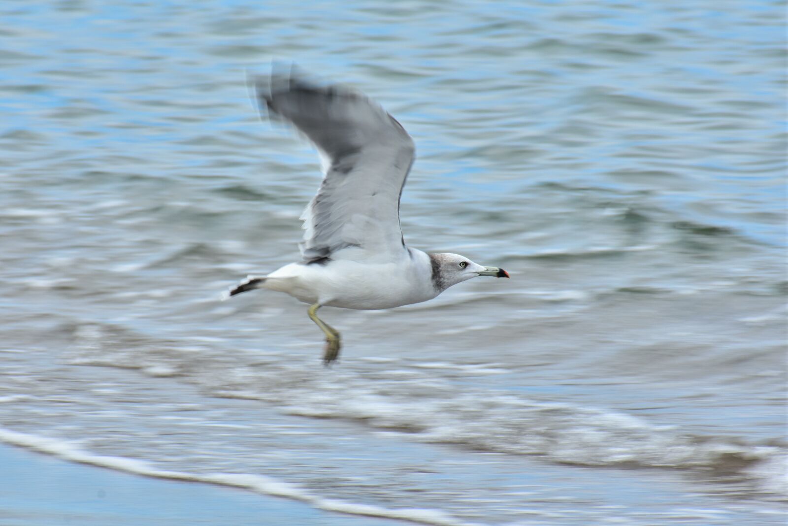 Nikon D7200 sample photo. Animal, sea, beach photography