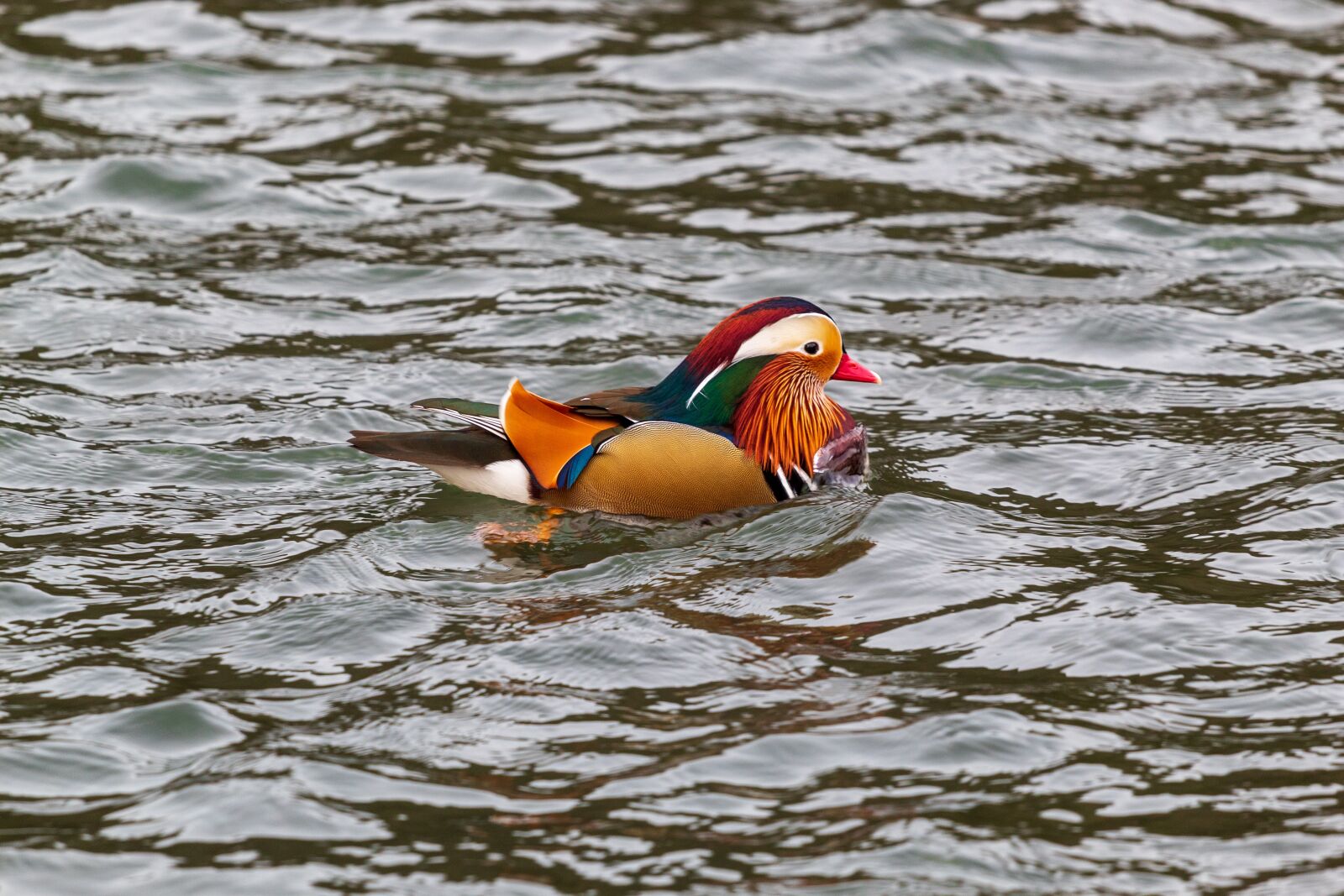 Canon EF 70-200mm F4L USM sample photo. Duck, mandarin, colourful photography