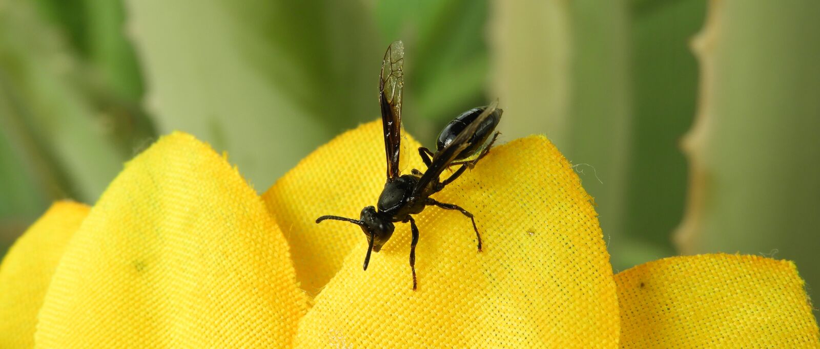 Nikon Coolpix B700 sample photo. Macro, insect, wasp photography