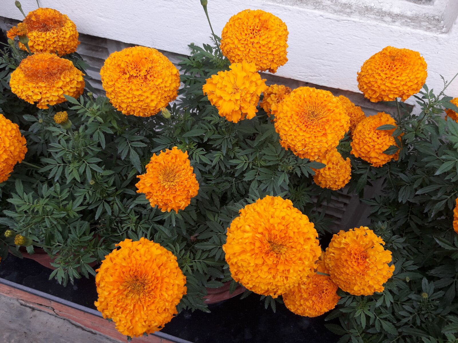 Samsung Galaxy J7 Neo sample photo. Flower, orange, gallery photography