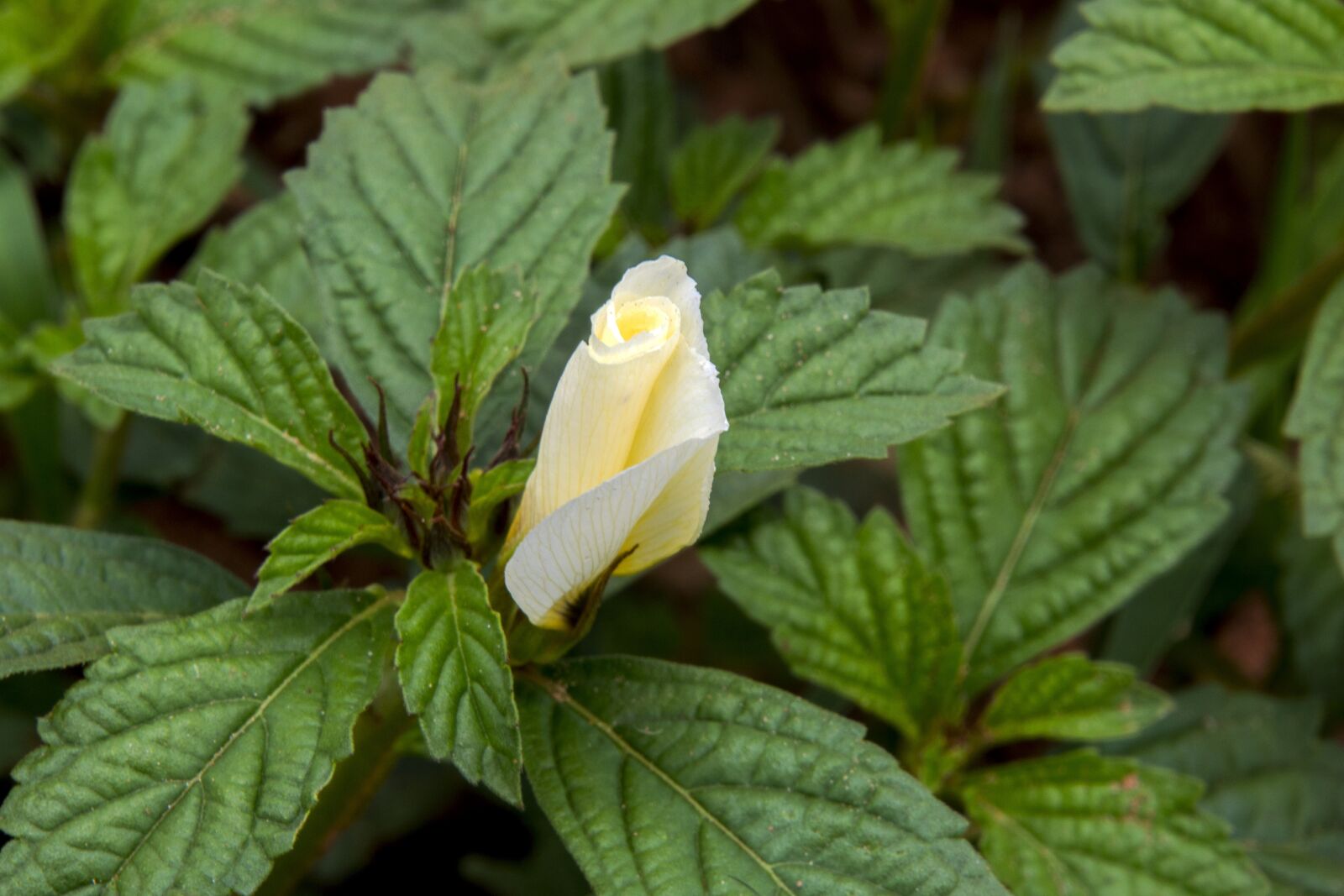 Canon EOS 700D (EOS Rebel T5i / EOS Kiss X7i) sample photo. Leaf, nature, plant photography
