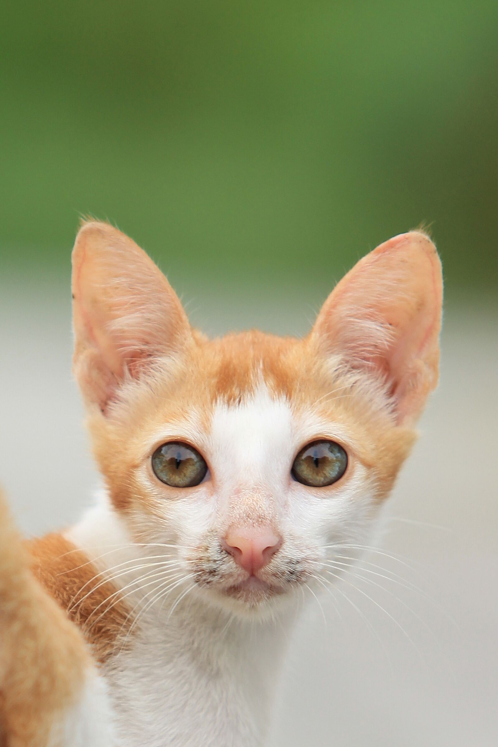 Canon EOS 600D (Rebel EOS T3i / EOS Kiss X5) sample photo. Small paint, animal, paint photography