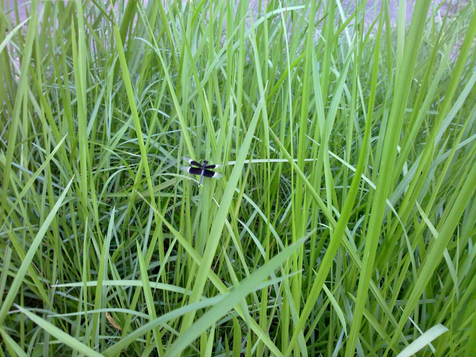 Nokia N86 8MP sample photo. Grasses, butterfly, black photography