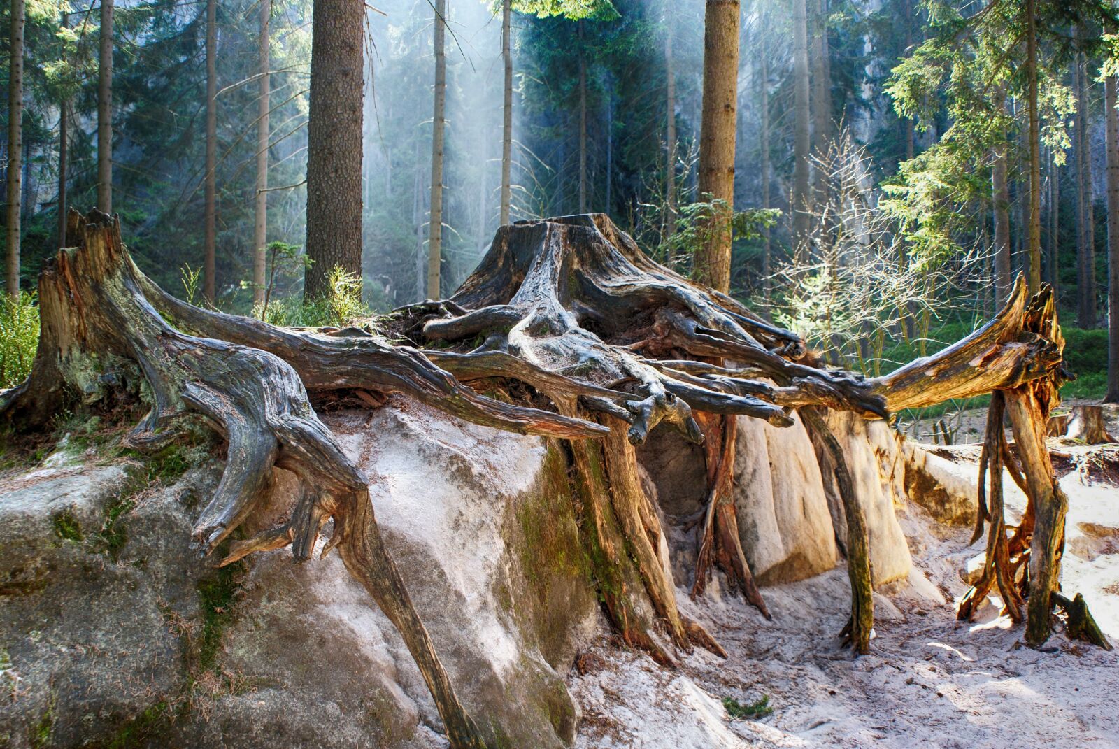 Sony Alpha DSLR-A300 sample photo. Wallpaper, tree, roots photography