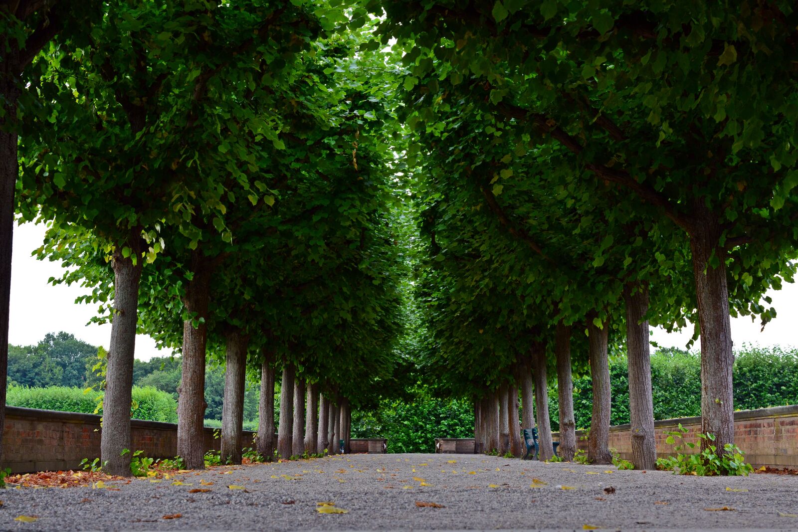 Nikon D5200 sample photo. Avenue, trees, park photography