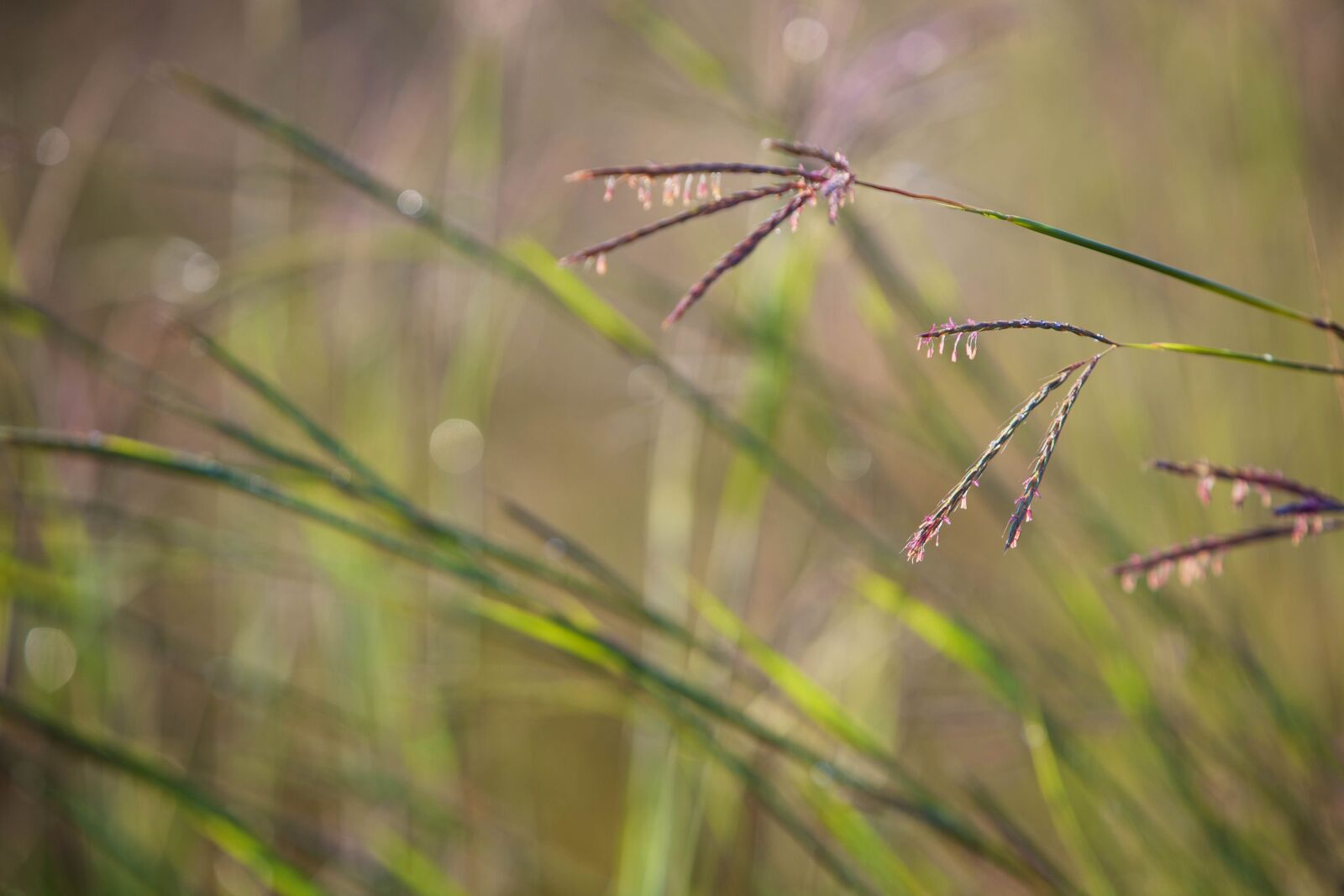 Canon EOS 5D Mark II sample photo. Wild, big, bluestem, grass photography