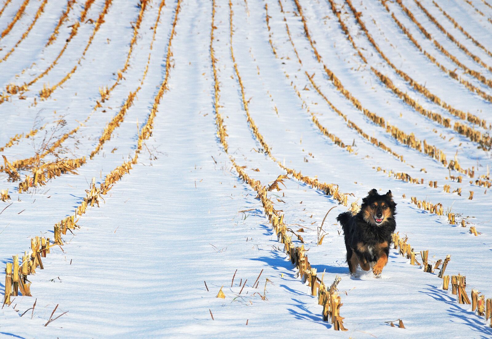 Nikon D90 sample photo. Dog, winter, spacer photography