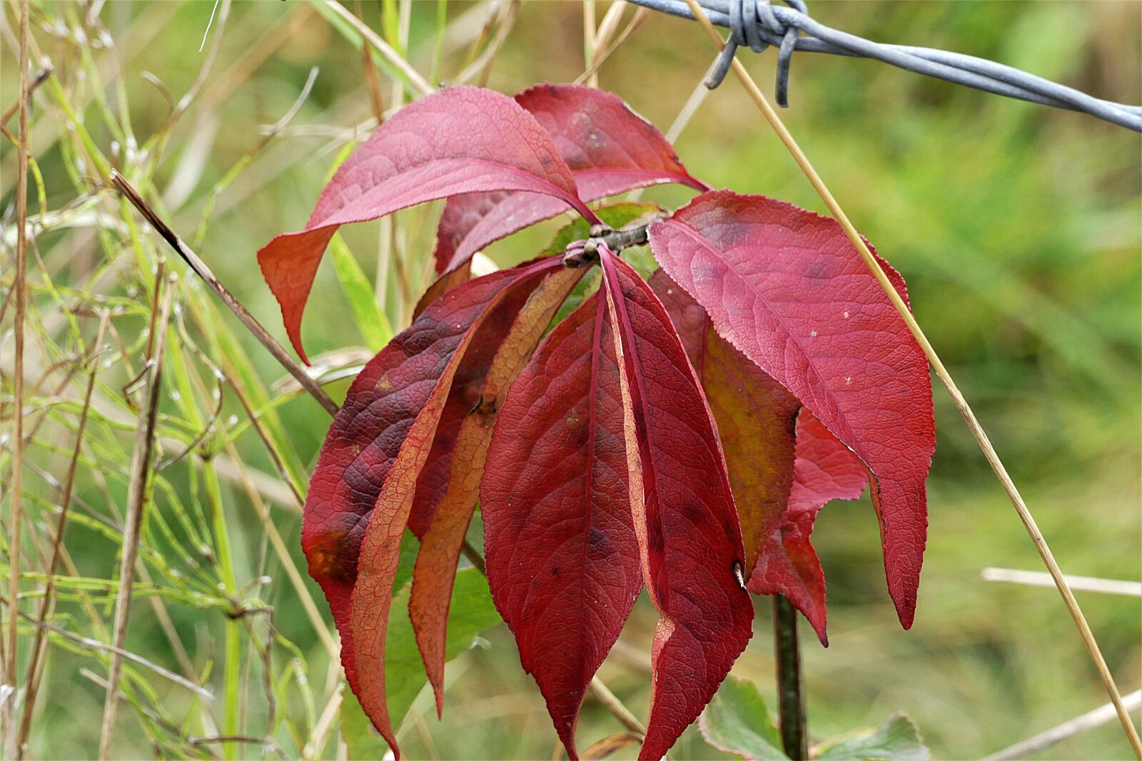 Panasonic Lumix DMC-FZ1000 sample photo. Fall leaves, red, fall photography