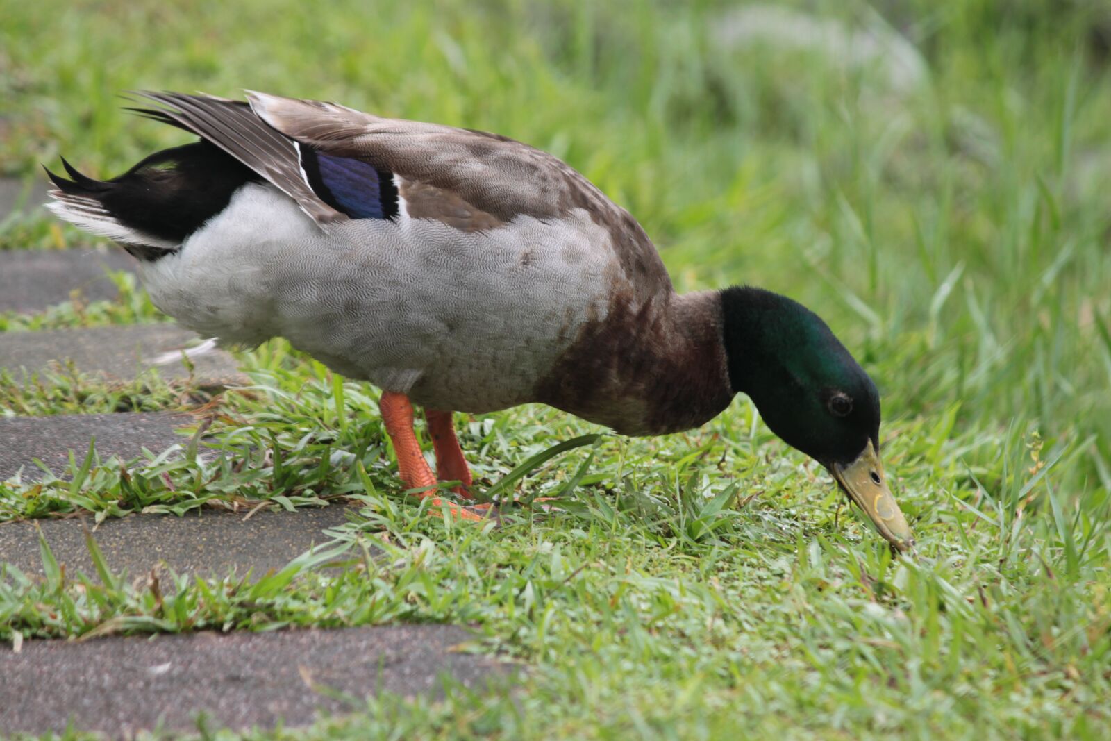 Canon EOS 500D (EOS Rebel T1i / EOS Kiss X3) sample photo. Green duck, green, duck photography