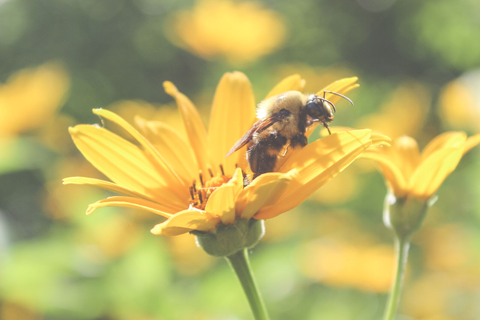 Canon EOS 600D (Rebel EOS T3i / EOS Kiss X5) sample photo. Bee, collecting, nectar, from photography