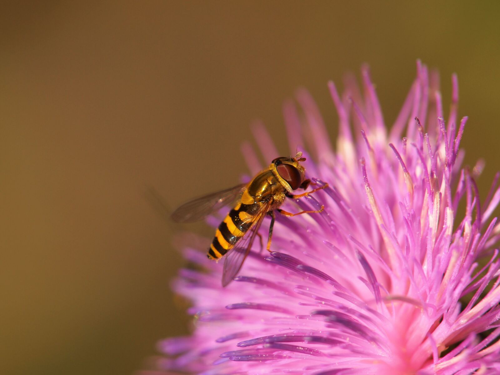 Olympus E-420 (EVOLT E-420) sample photo. Hoverfly, animal, insect photography