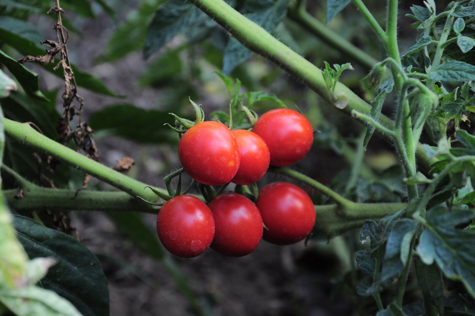 Nikon D90 sample photo. Tomato, tomatoes, tomato picture photography