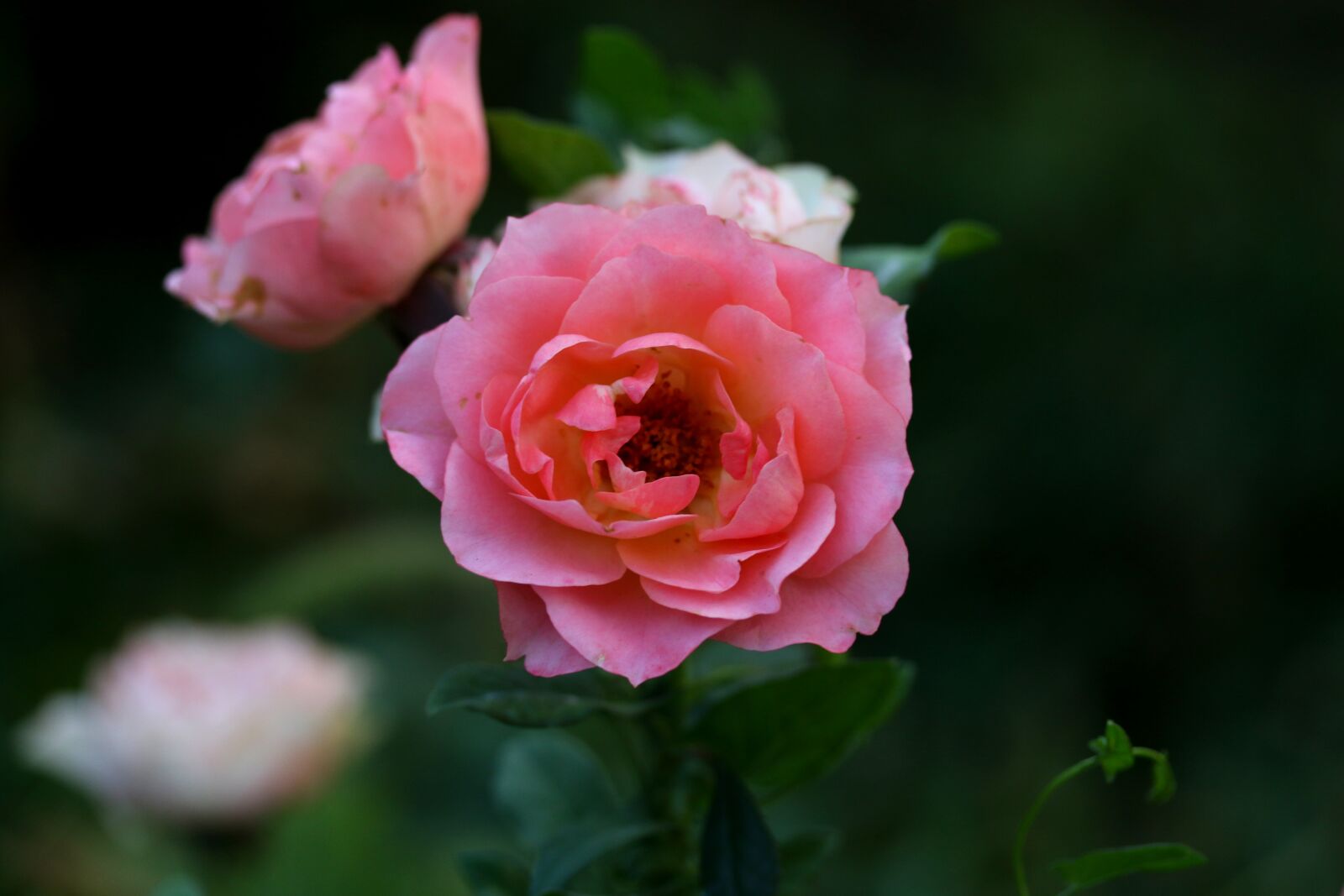 Canon EF-S 60mm F2.8 Macro USM sample photo. Roses, pink, flower photography