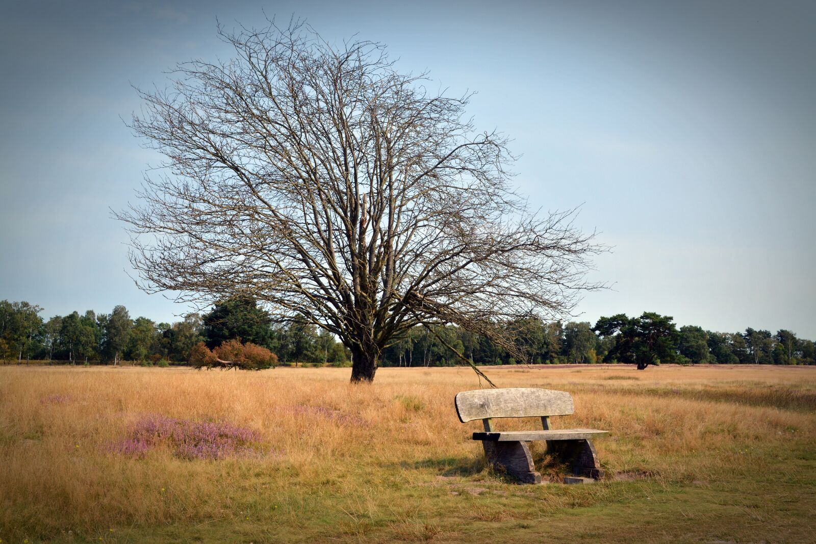 Nikon D5200 sample photo. Heide, bank, nature photography