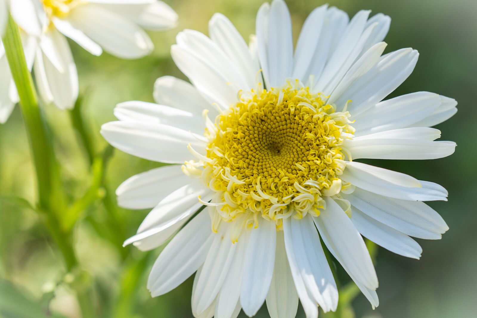 Nikon D7100 sample photo. Marguerite, flower, white photography
